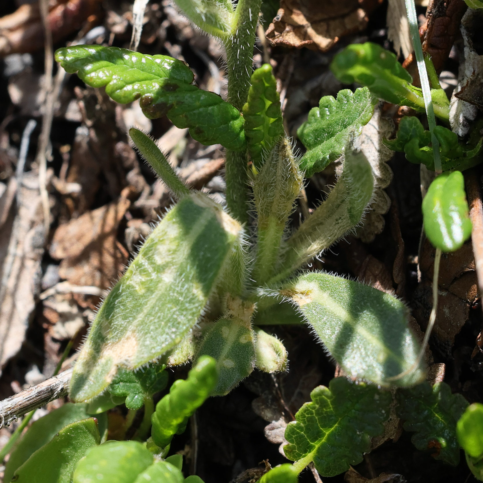 Afficher le média biscutella_laevigata6md biscutella_laevigata6md