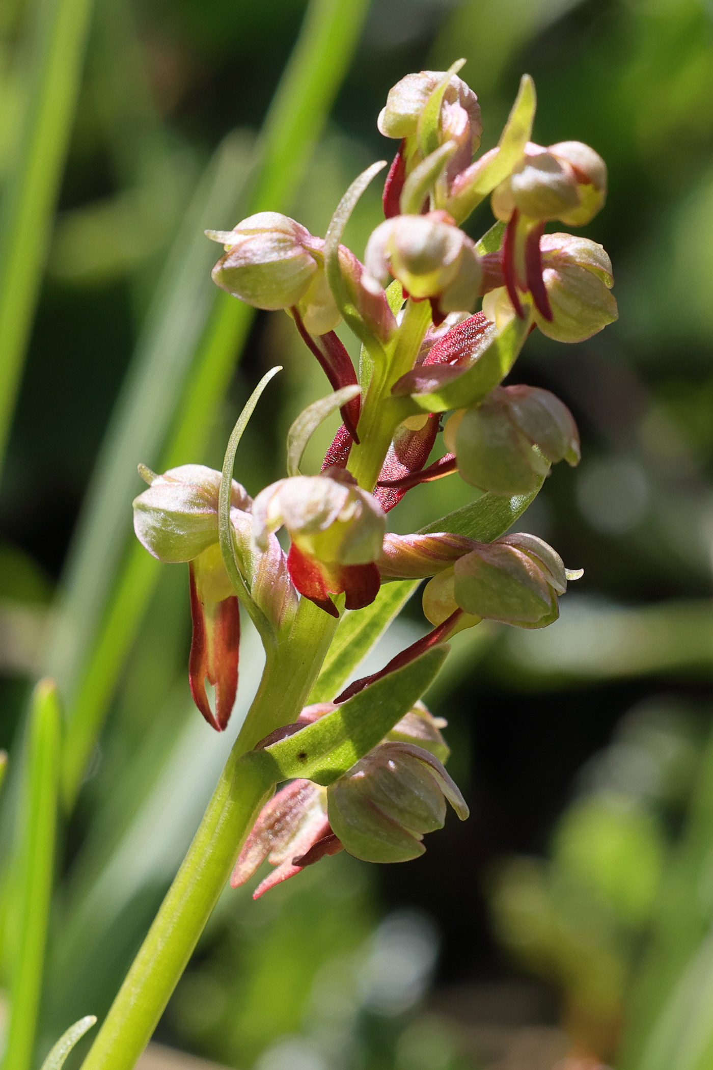 dactylorhiza_viridis3bmd