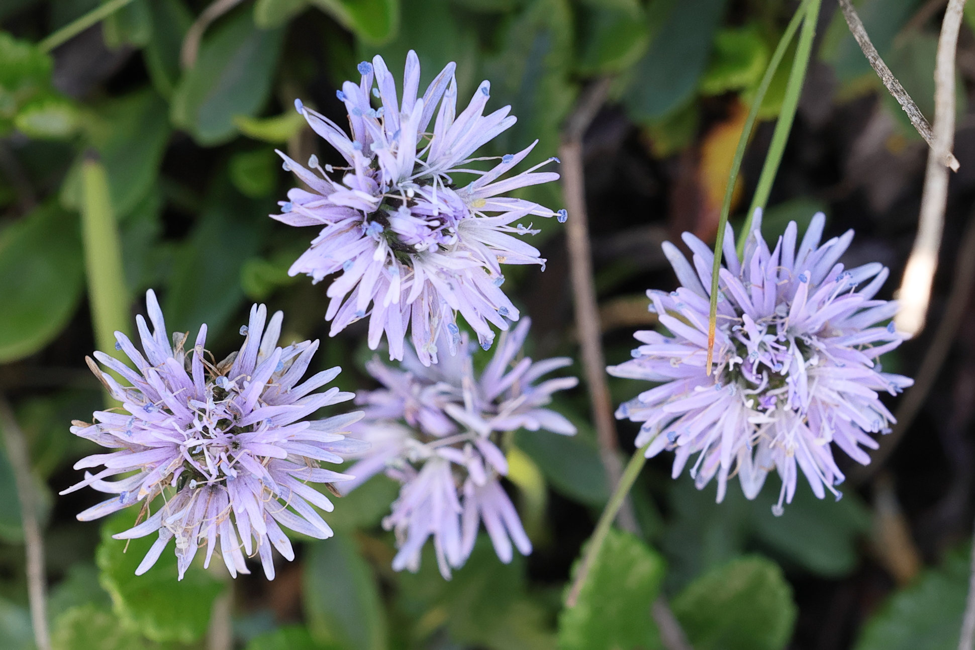 Afficher le média globularia_cordifolia6md globularia_cordifolia6md