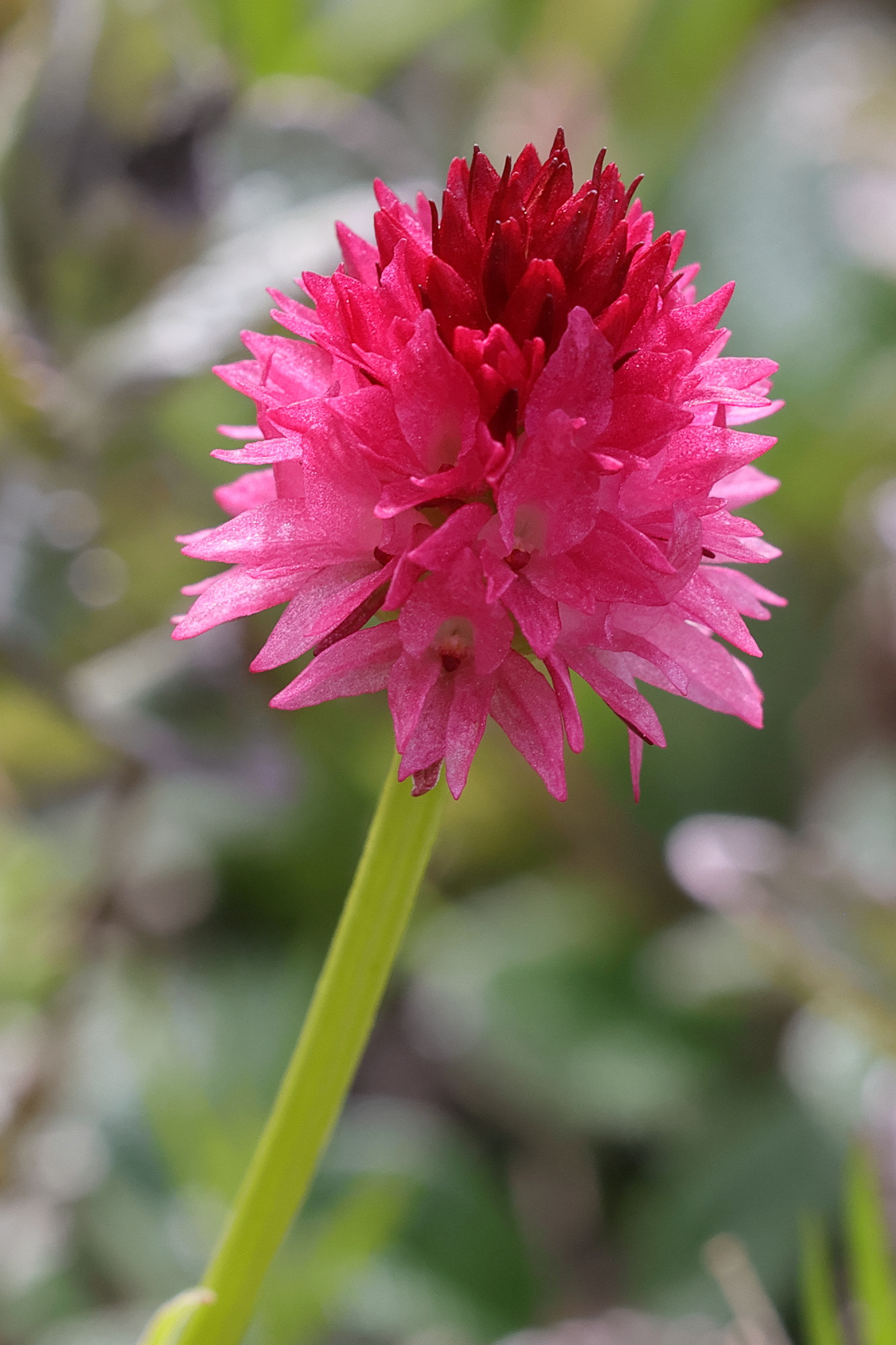 gymnadenia_nigra_corneliana3md