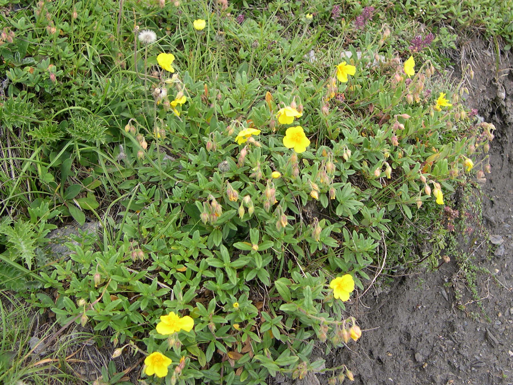 Afficher le média helianthemum_grandiflorum1md helianthemum_grandiflorum1md