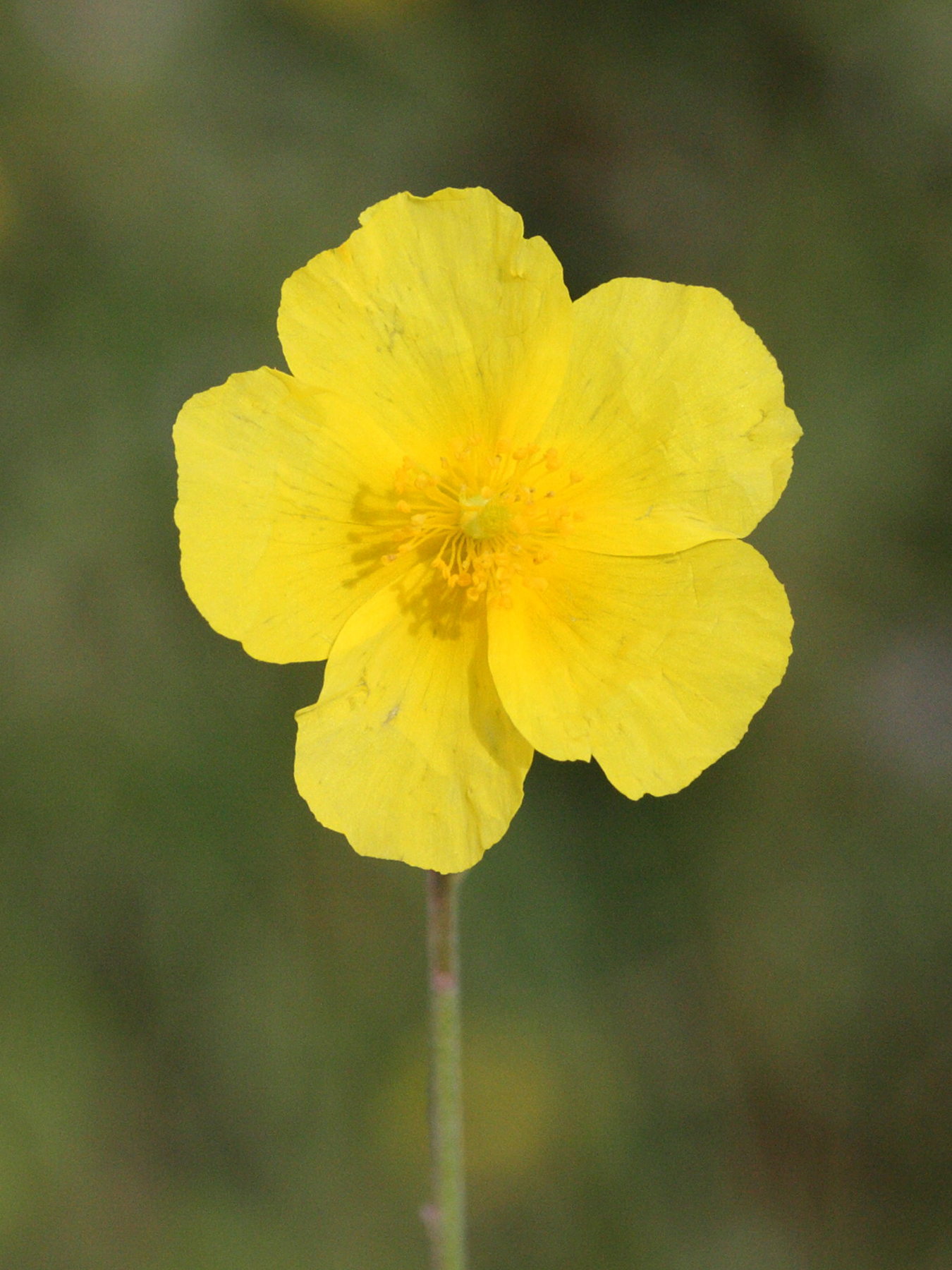 Afficher le média helianthemum_grandiflorum2md helianthemum_grandiflorum2md