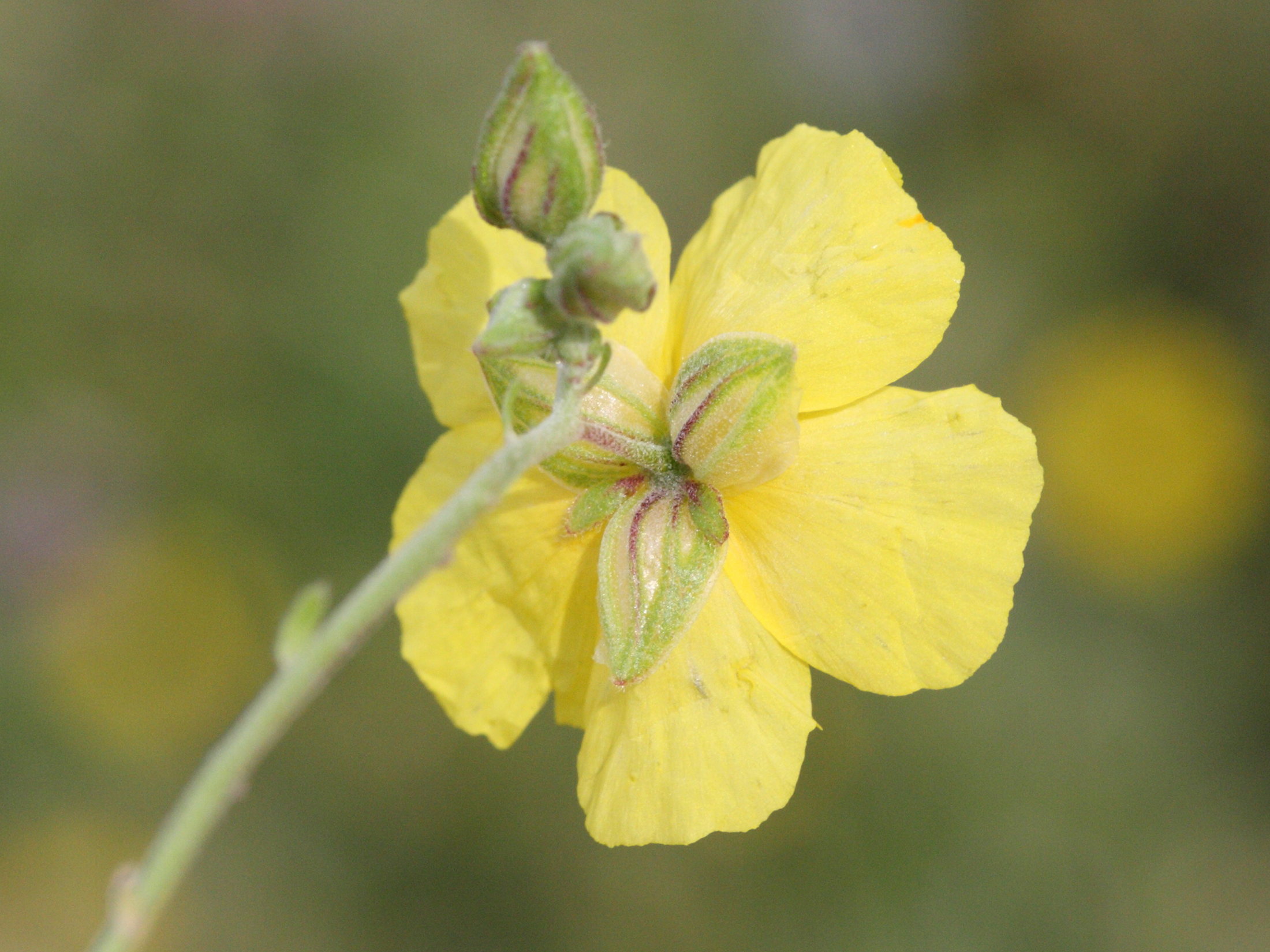 Afficher le média helianthemum_grandiflorum3md helianthemum_grandiflorum3md