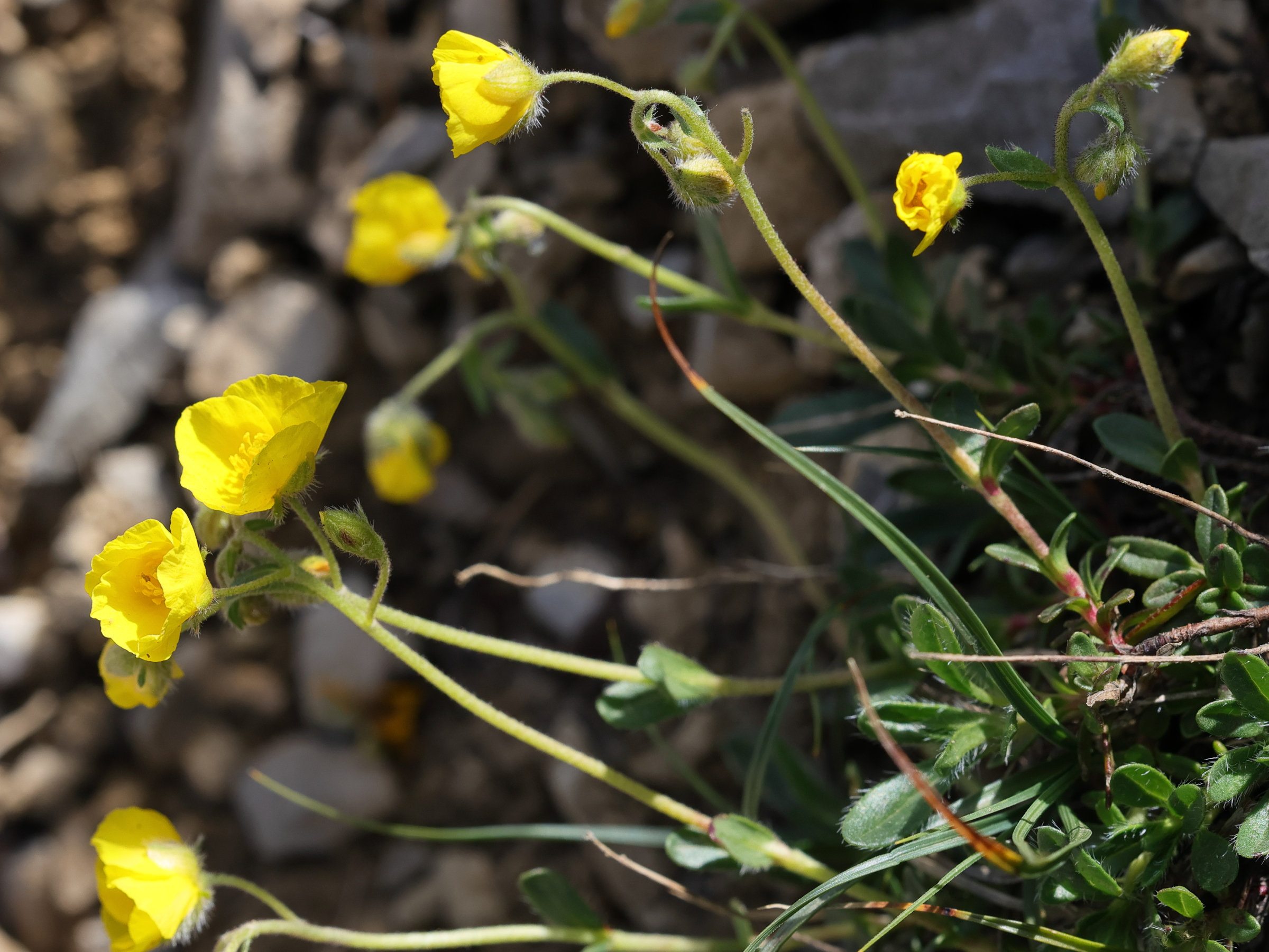 helianthemum_italicum1md