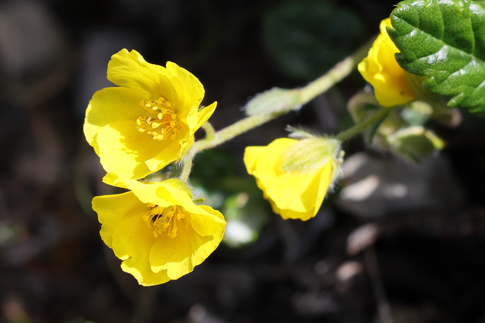 helianthemum_italicum2md