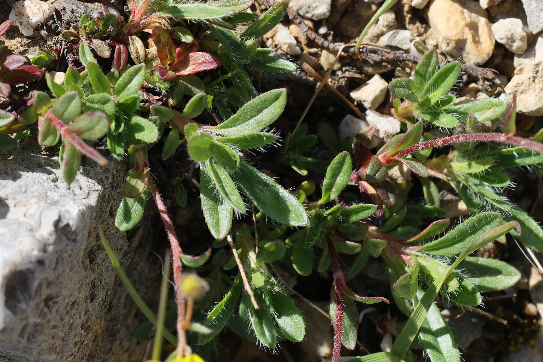 helianthemum_italicum3md