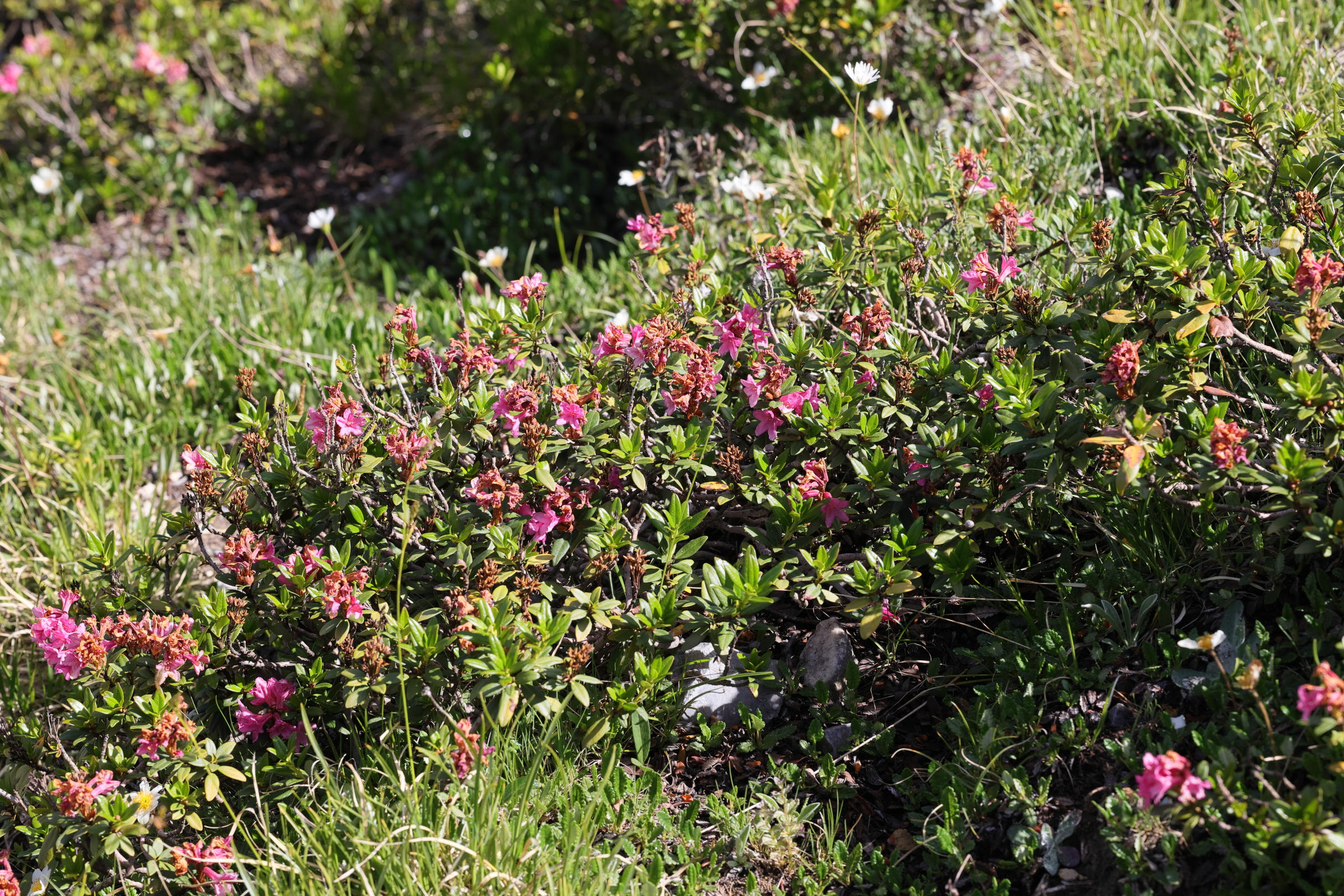Afficher le média rhododendron_ferrugineum1amd rhododendron_ferrugineum1amd