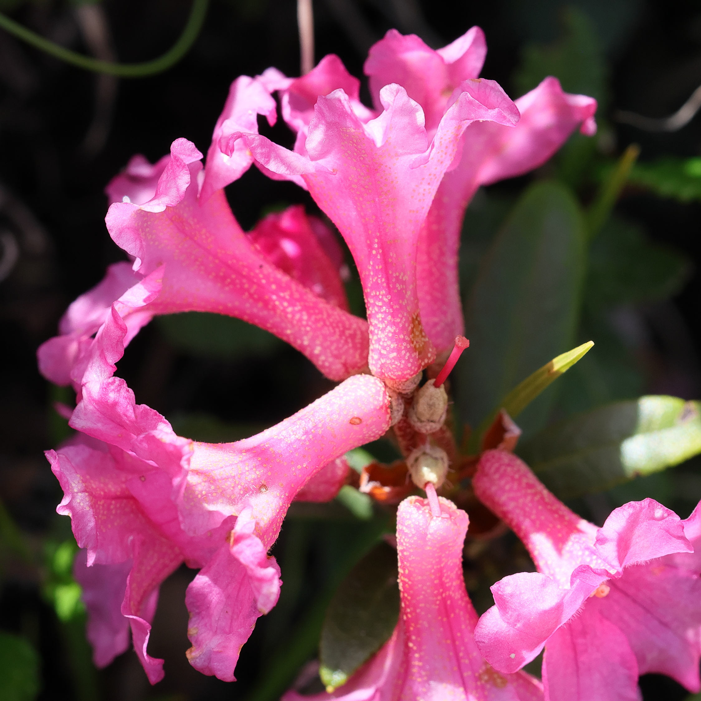 Afficher le média rhododendron_ferrugineum1bmd rhododendron_ferrugineum1bmd