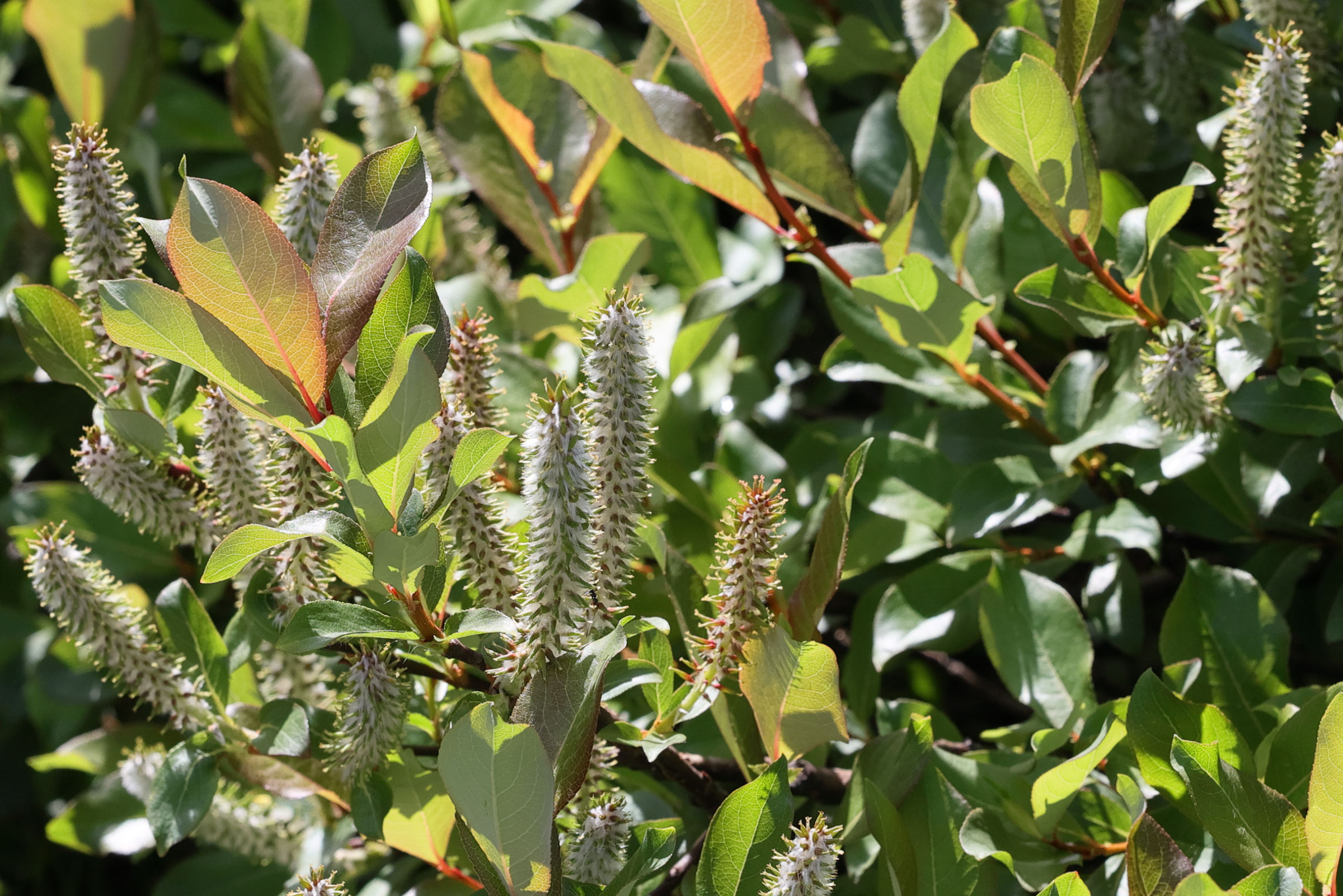 Afficher le média salix_hastata5md salix_hastata5md