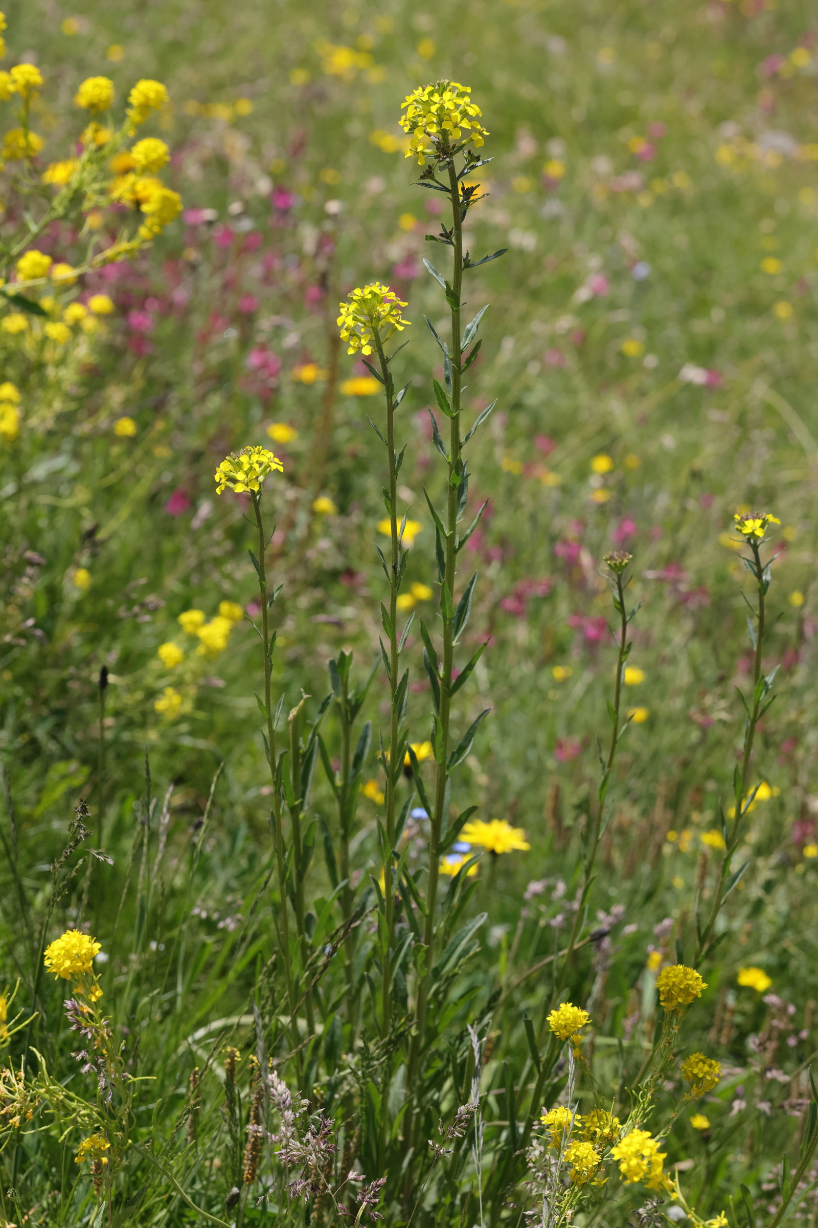 Afficher le média erysimum_virgatum1md erysimum_virgatum1md