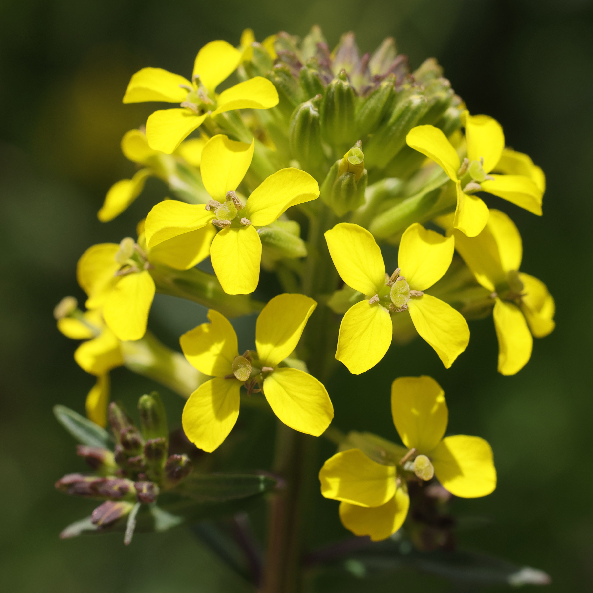 Afficher le média erysimum_virgatum2md erysimum_virgatum2md