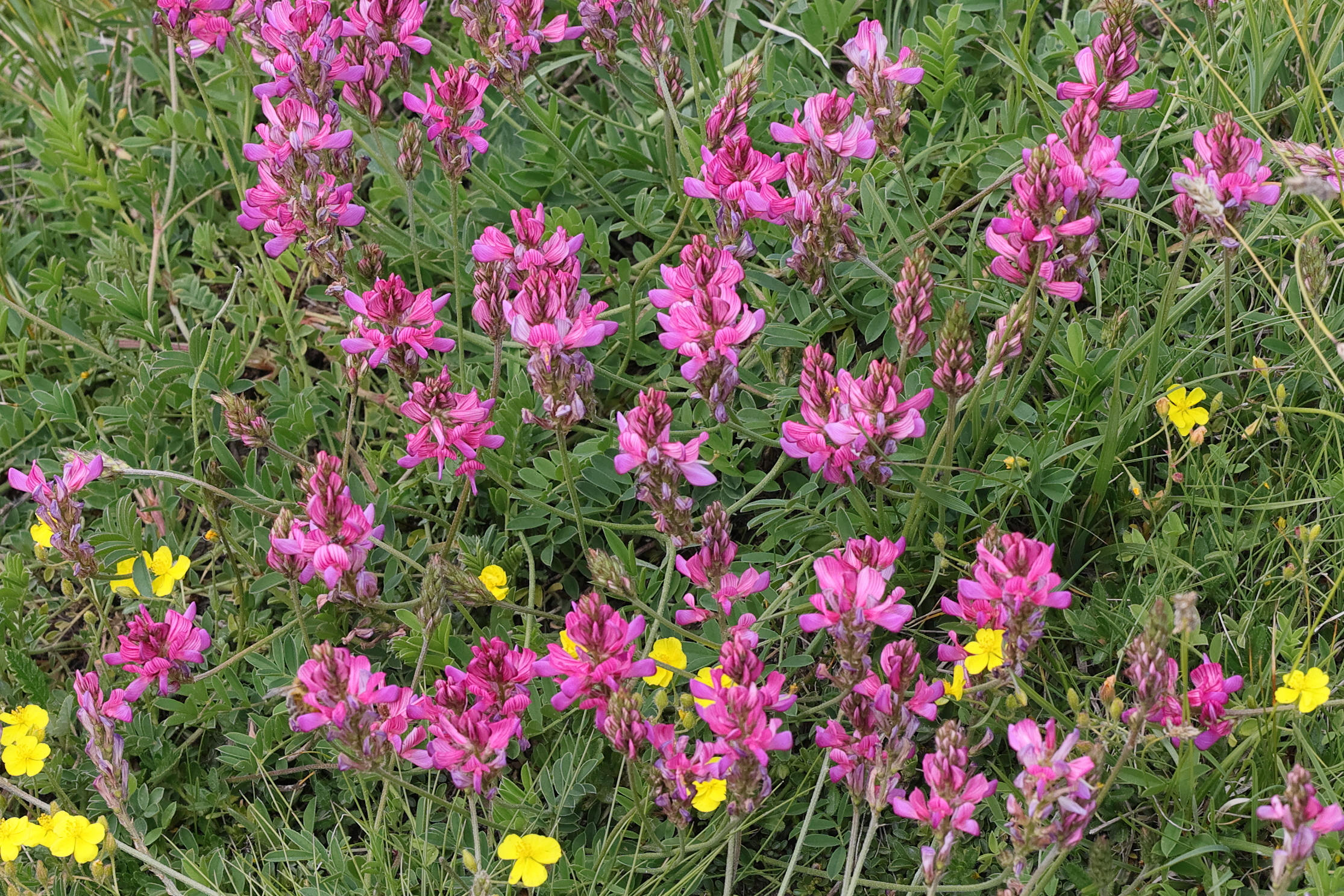 Afficher le média onobrychis_montana1md onobrychis_montana1md