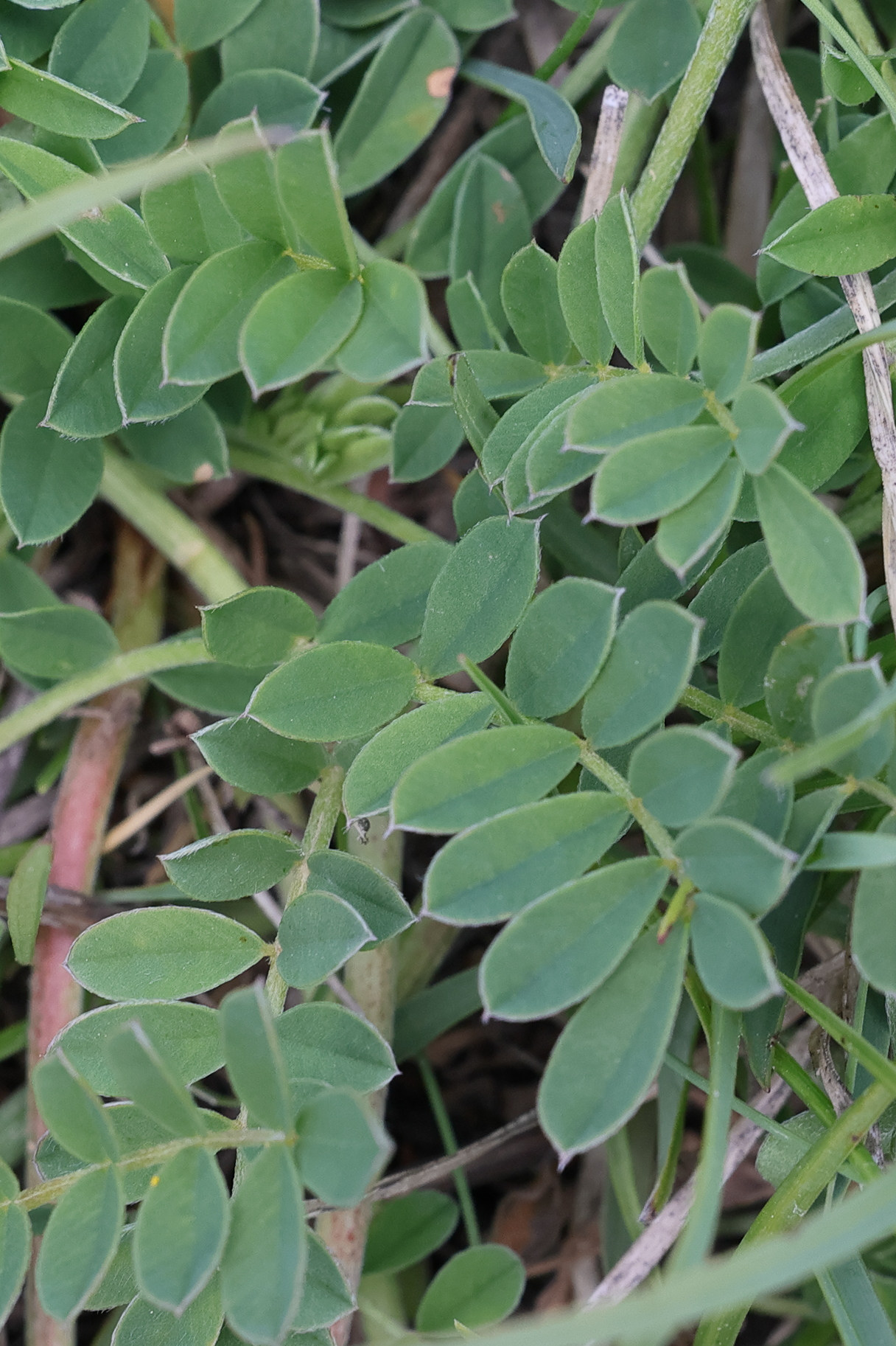 Afficher le média onobrychis_montana4mdjpg onobrychis_montana4mdjpg