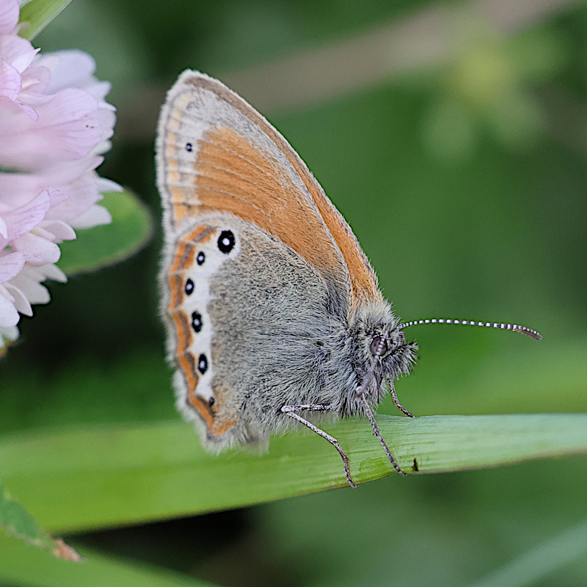 coenonympha_gardetta4md