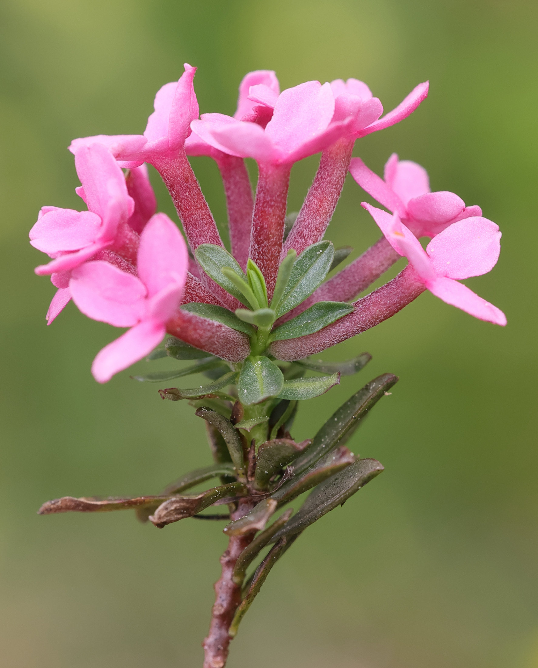 Afficher le média daphne_cneorum3md daphne_cneorum3md