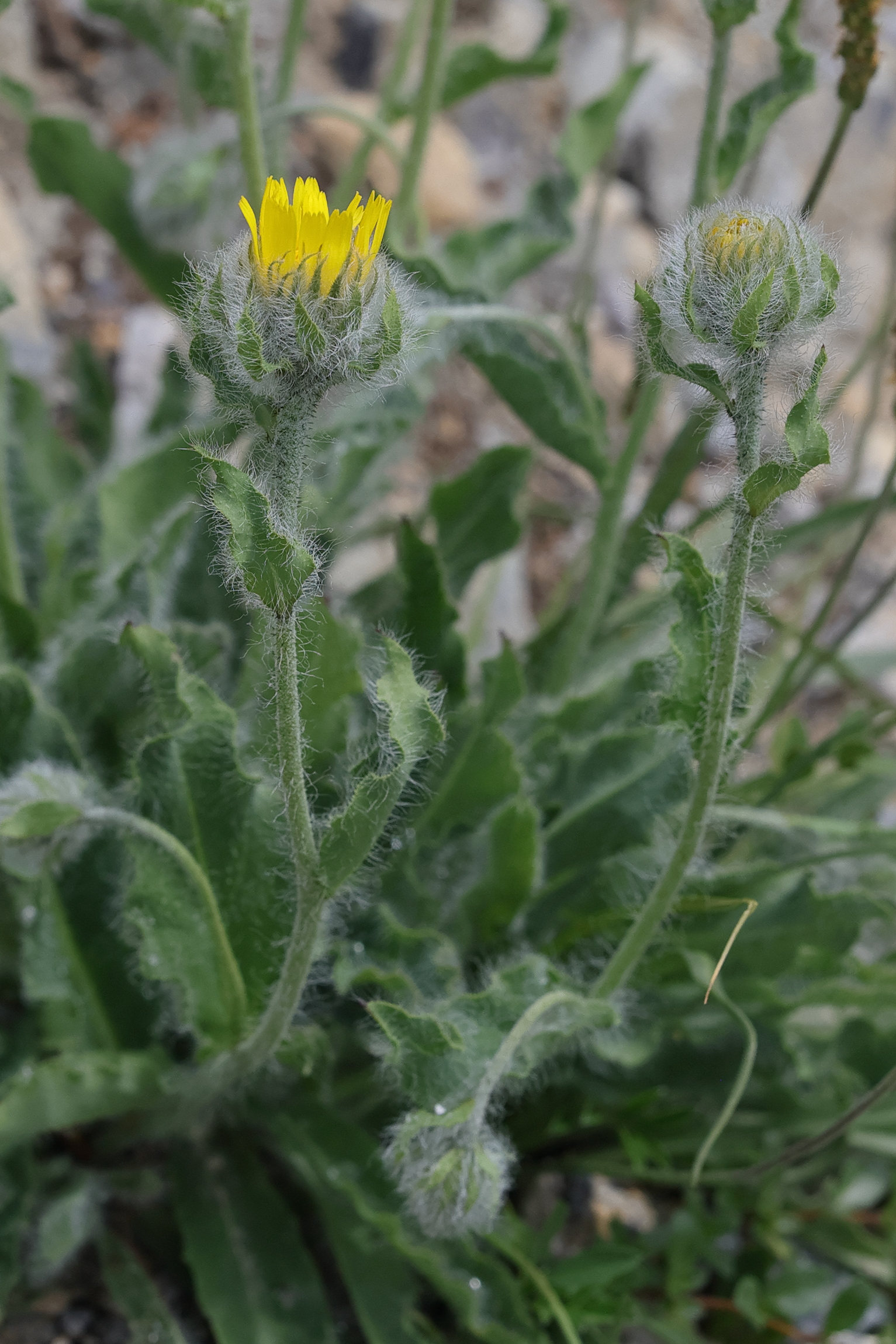 Afficher le média hieracium_villosum7md hieracium_villosum7md