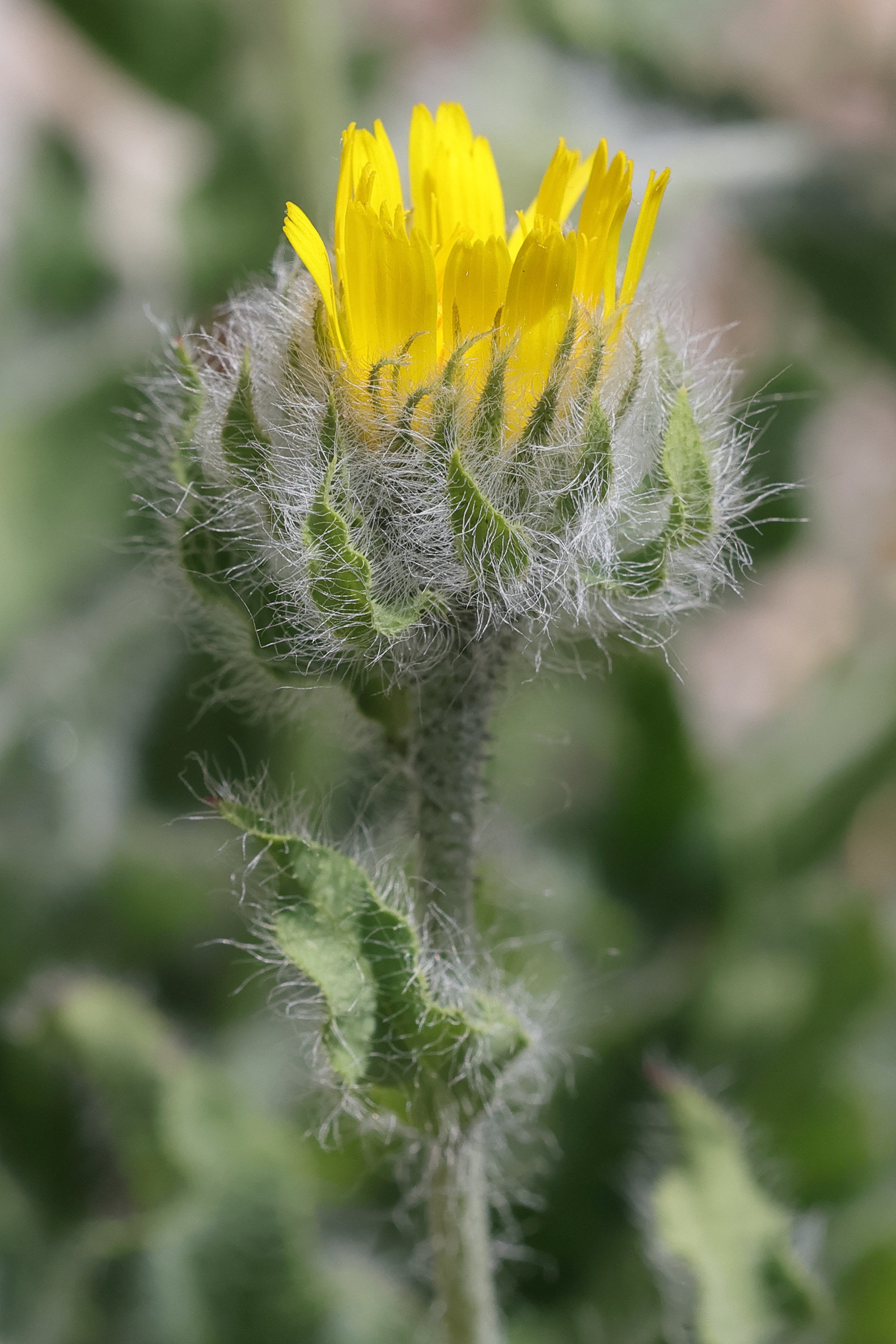 Afficher le média hieracium_villosum8md hieracium_villosum8md