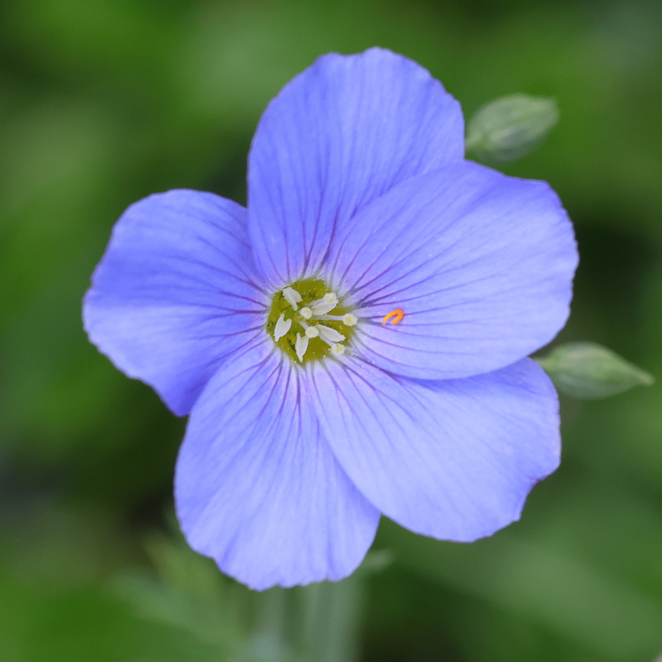 linum_alpinum4md