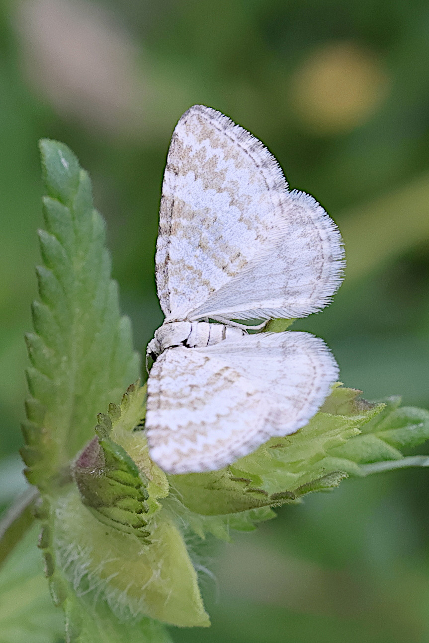 perizoma_albulata4md