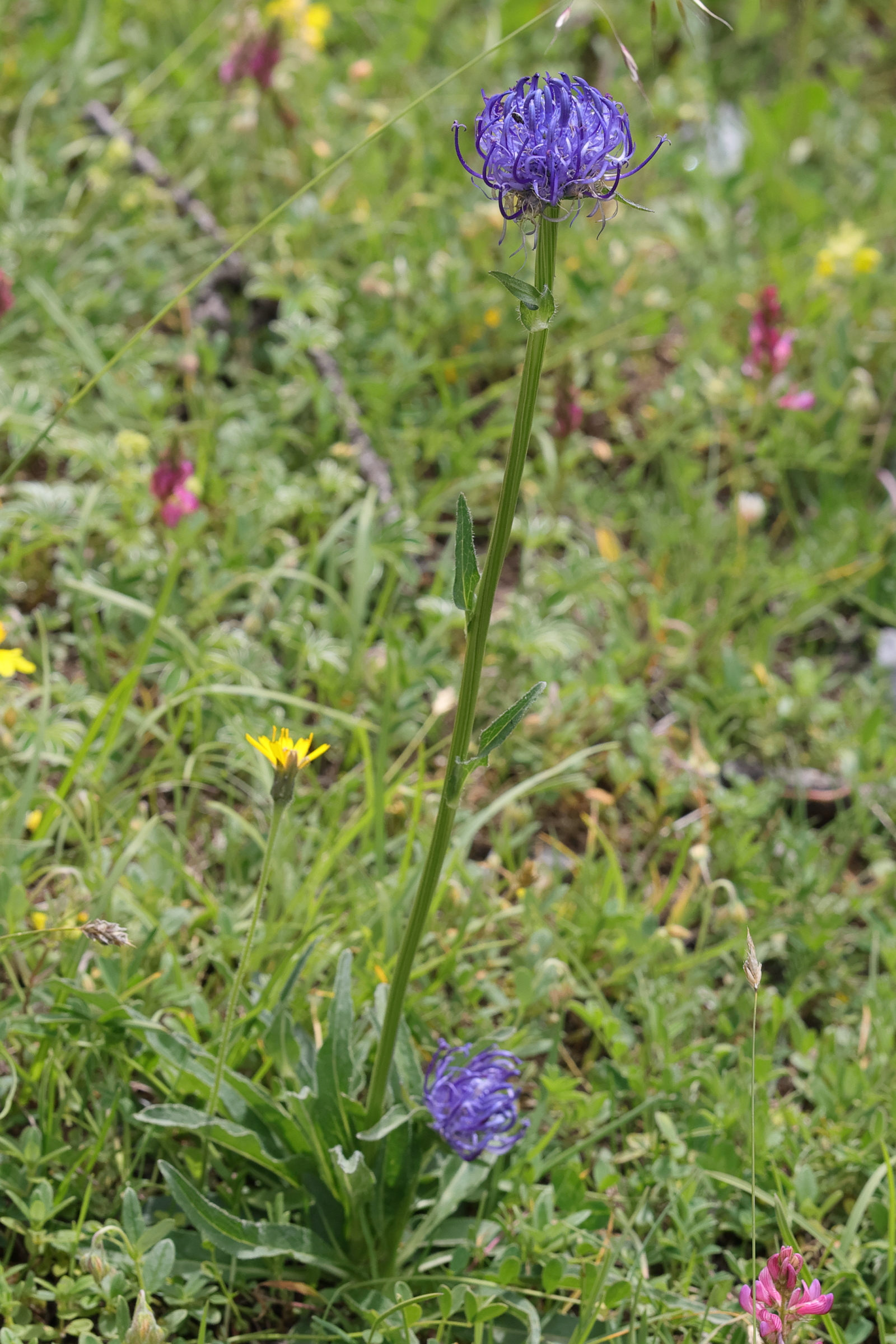 phyteuma_orbiculare1md