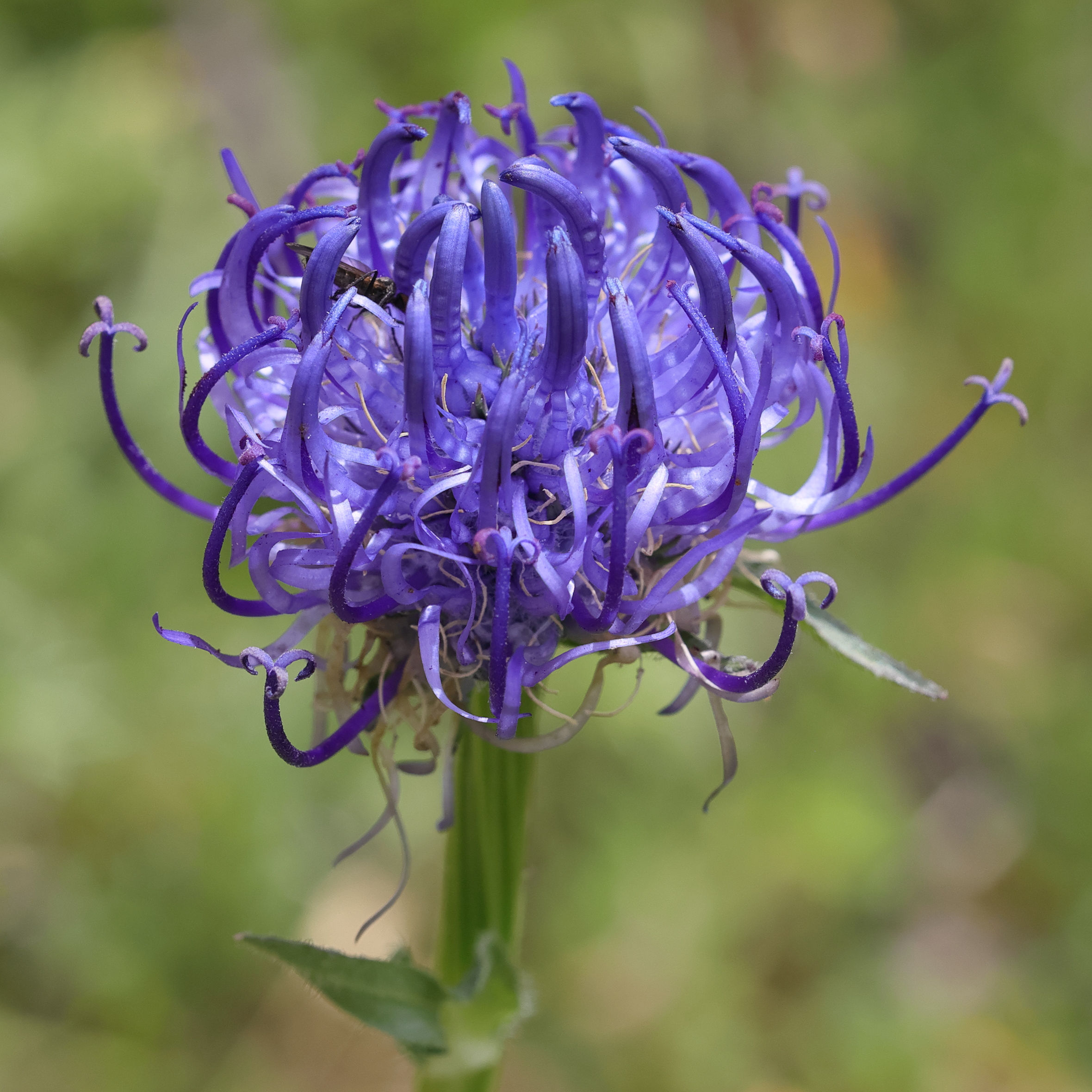 phyteuma_orbiculare4md