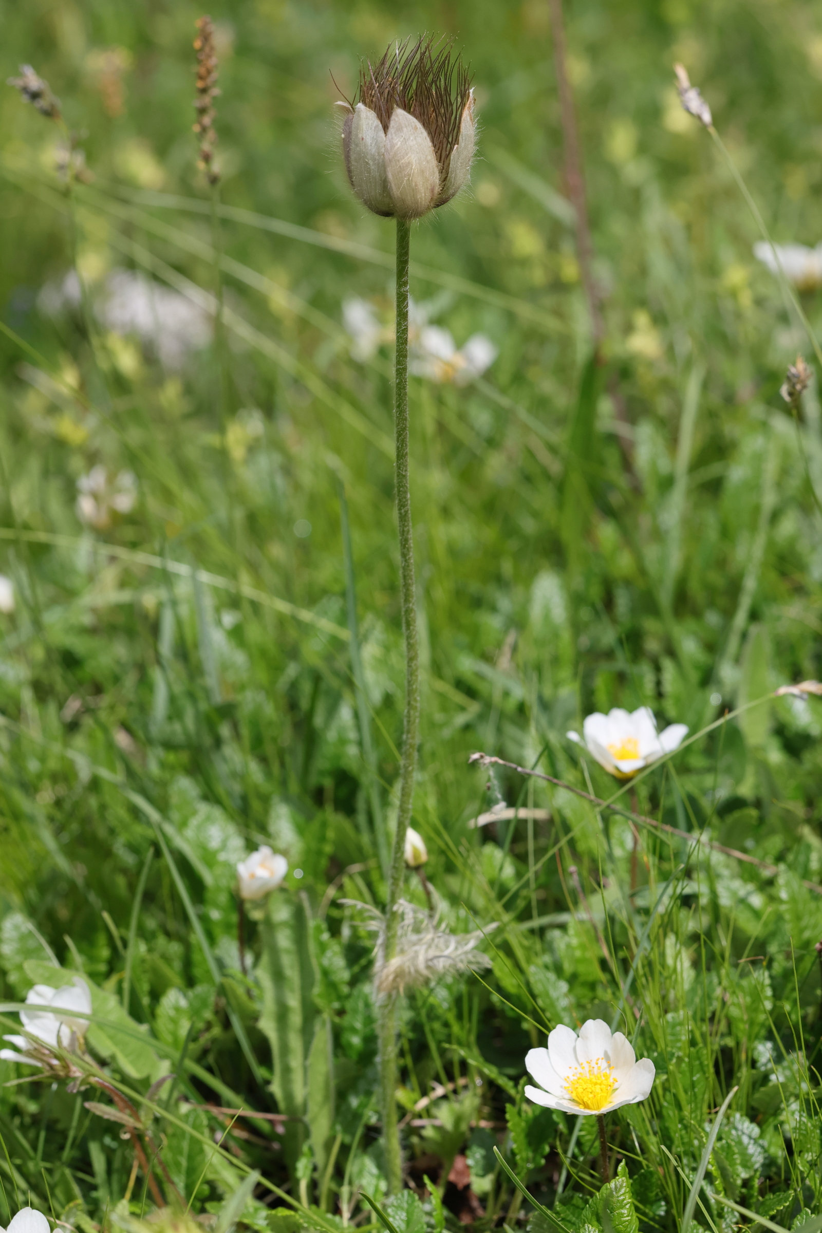 Afficher le média pulsatilla_alpina5md pulsatilla_alpina5md