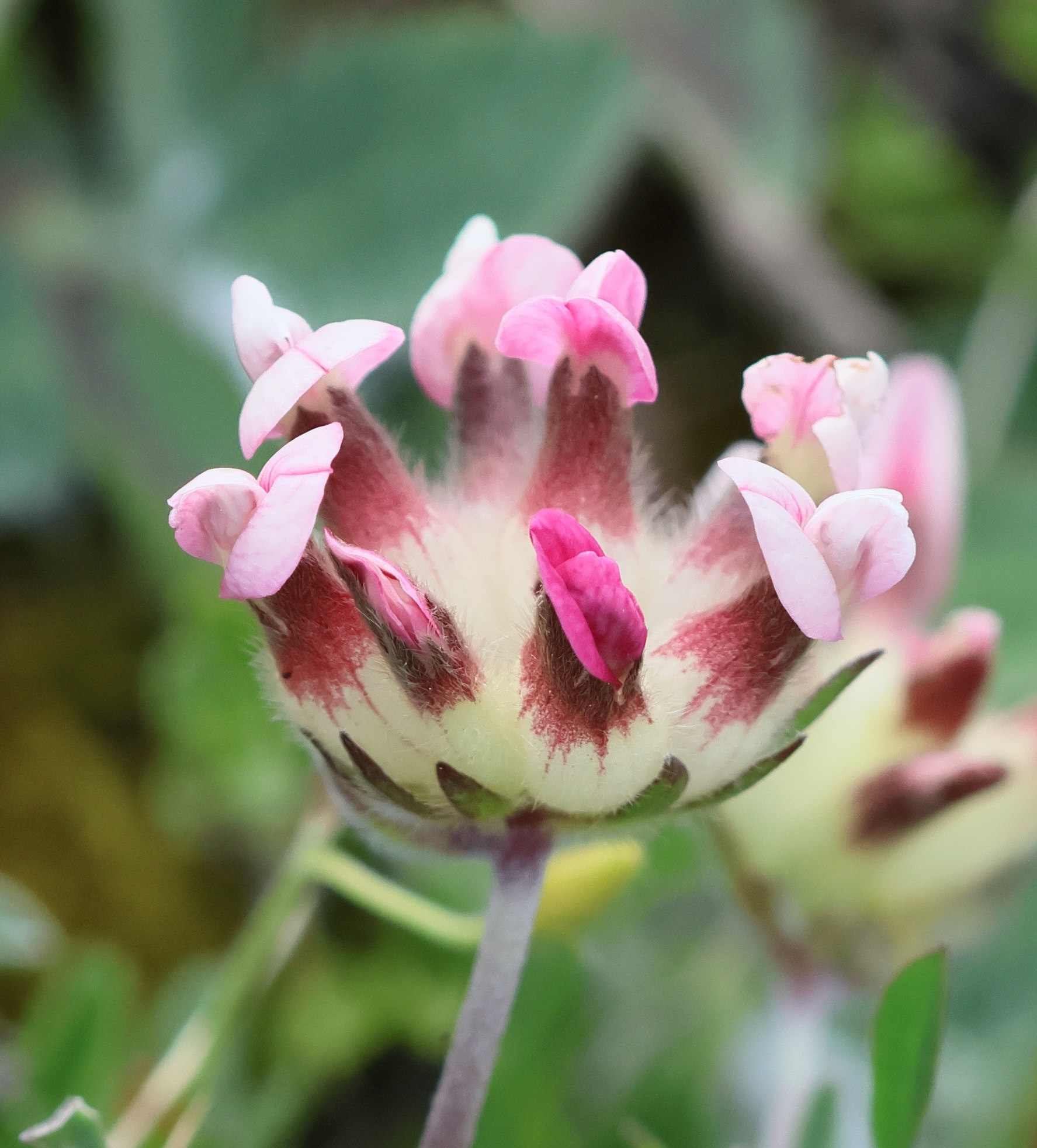 anthyllis_vulneraria15bd