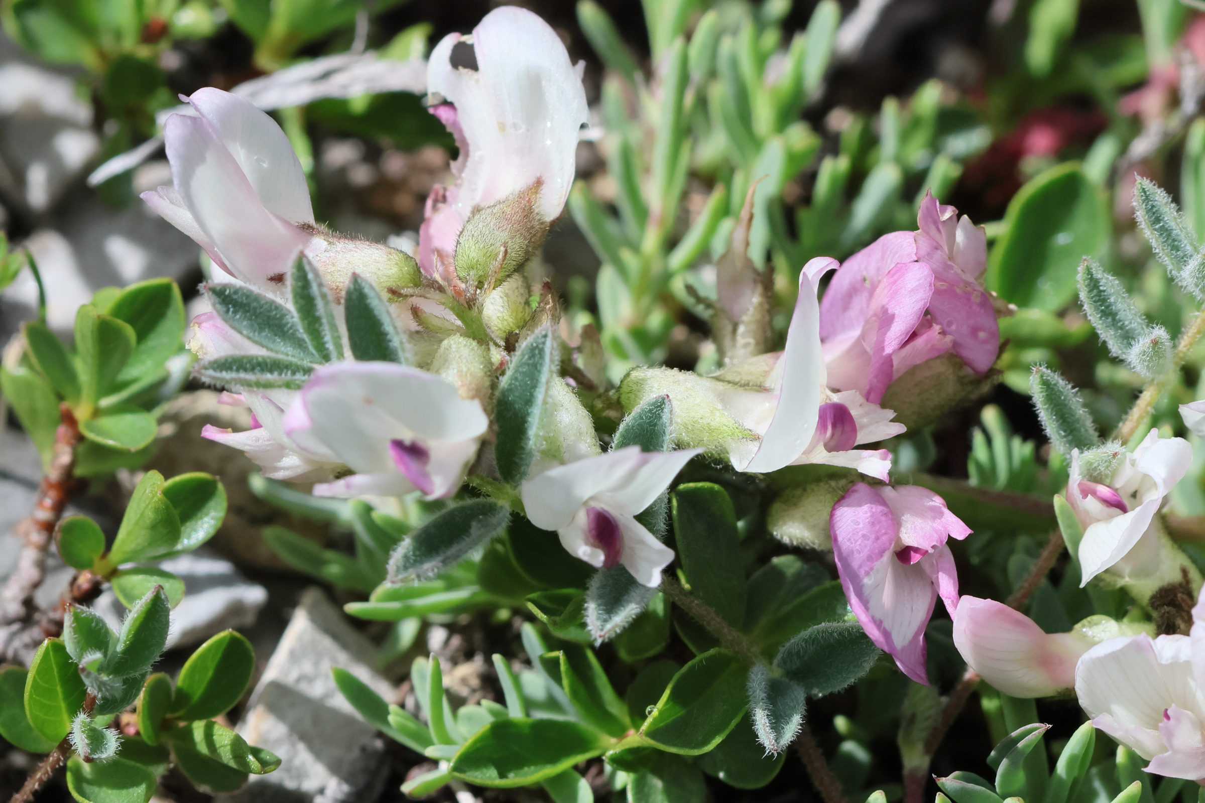 Afficher le média astragalus_australis4bd astragalus_australis4bd