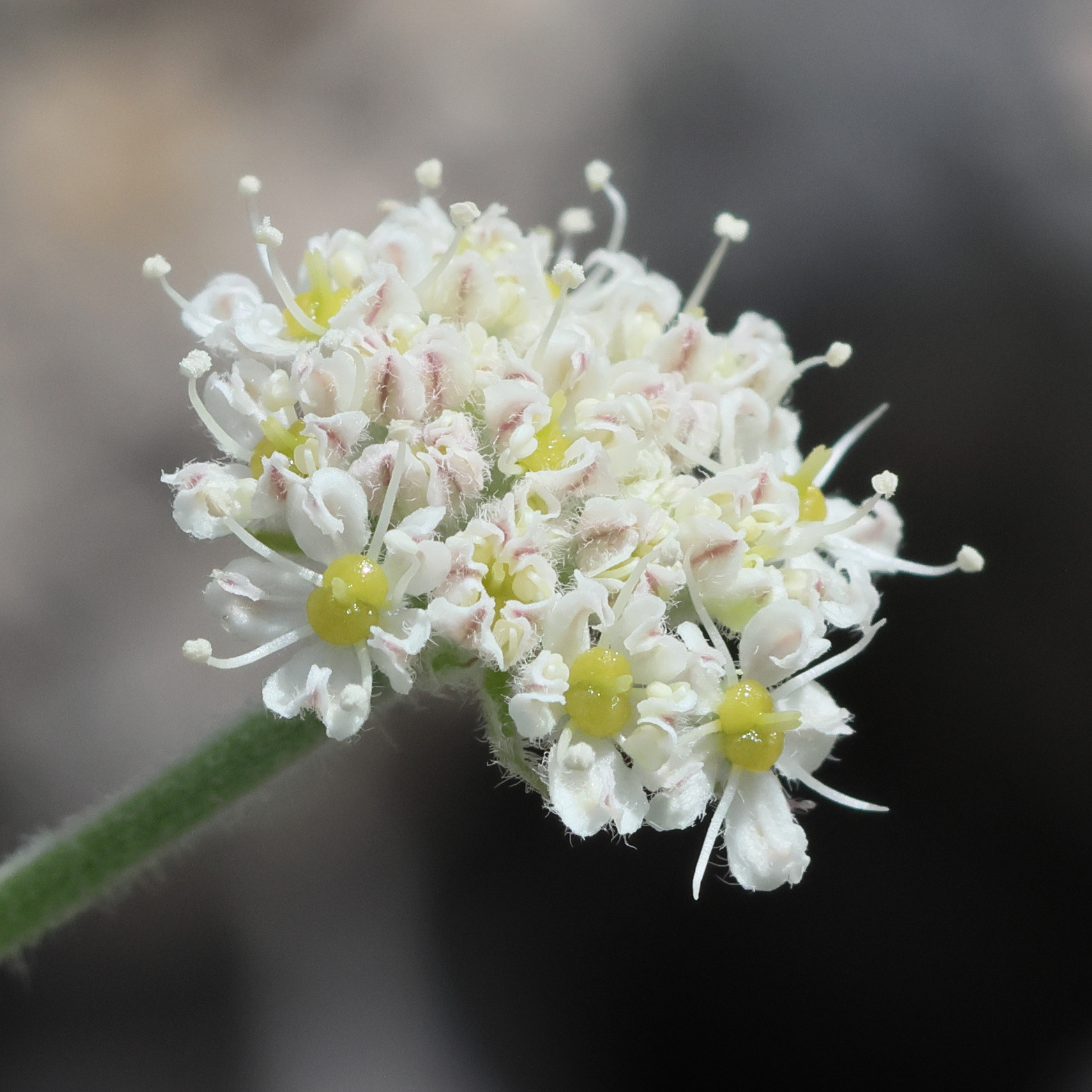 athamanta_cretensis2bd