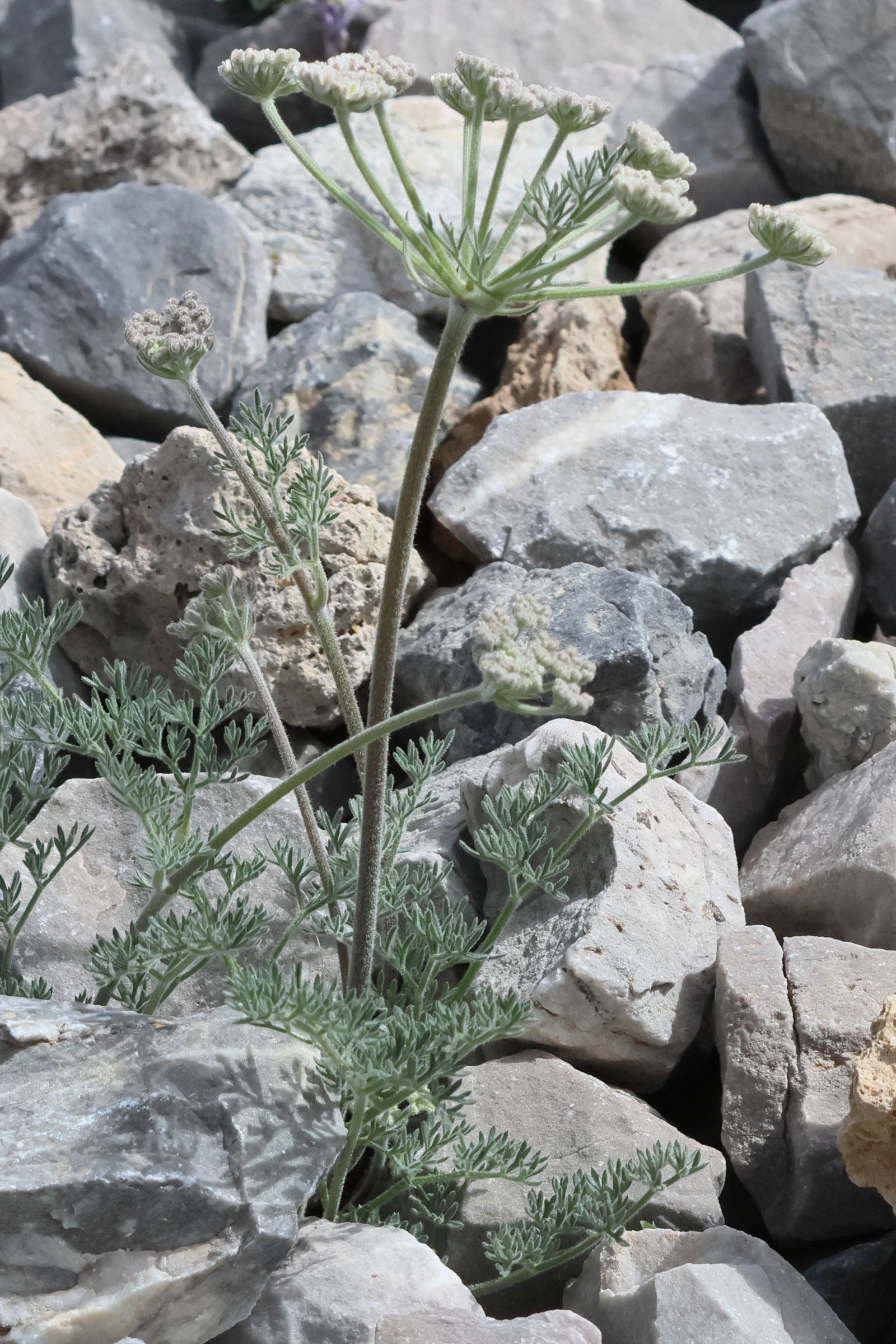 athamanta_cretensis3bd