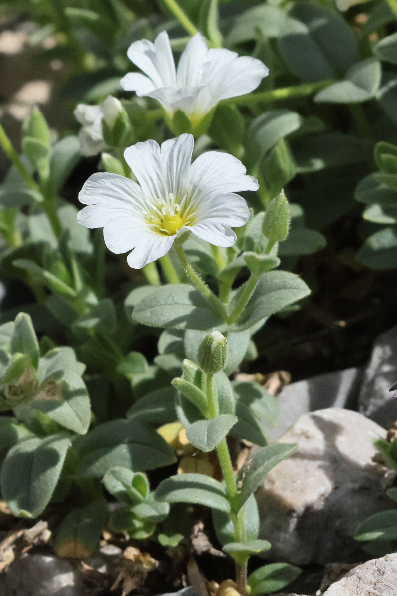 Afficher le média cerastium_latifolium2bd cerastium_latifolium2bd