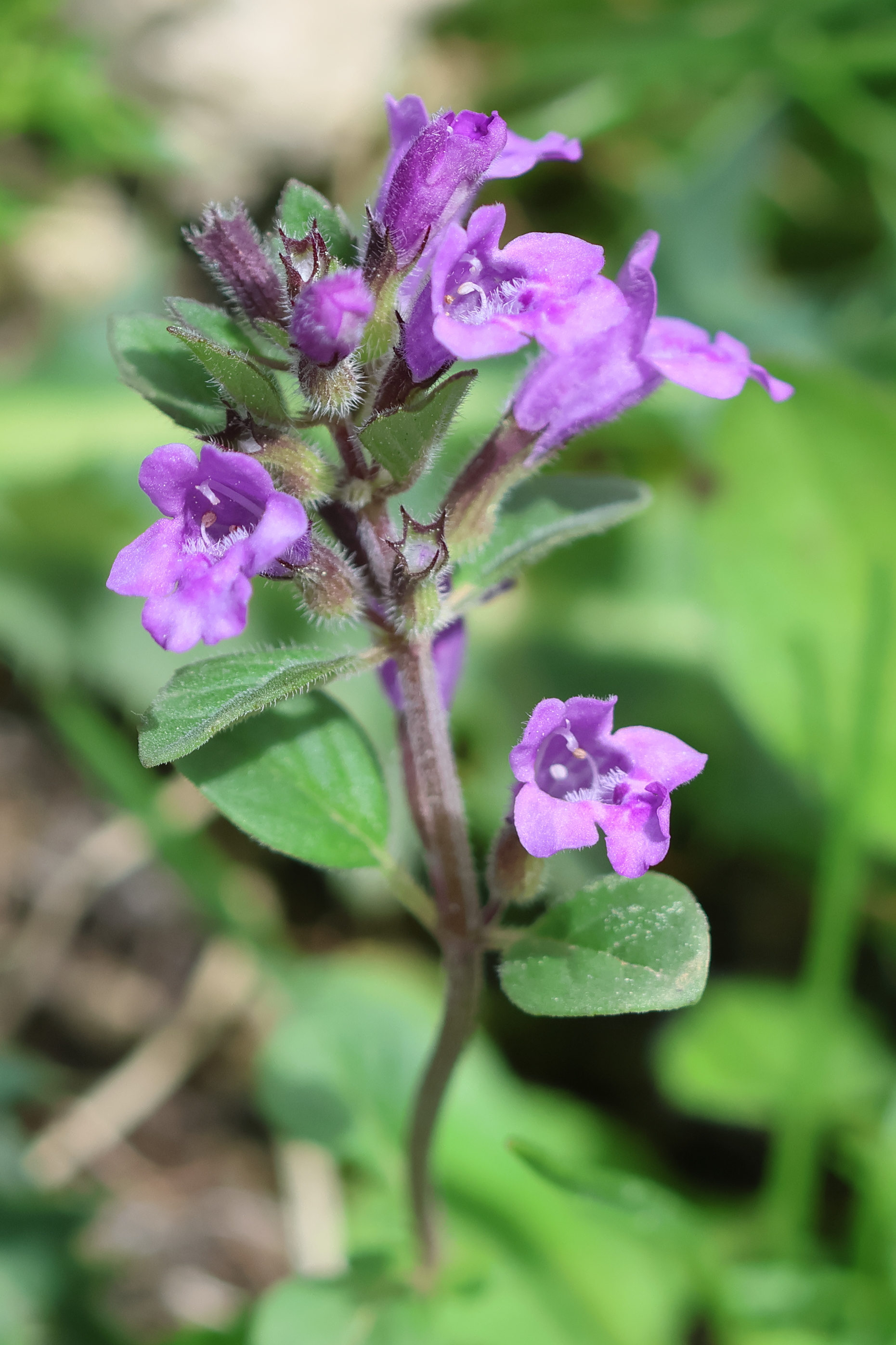 Afficher le média clinopodium_alpinum8bd clinopodium_alpinum8bd