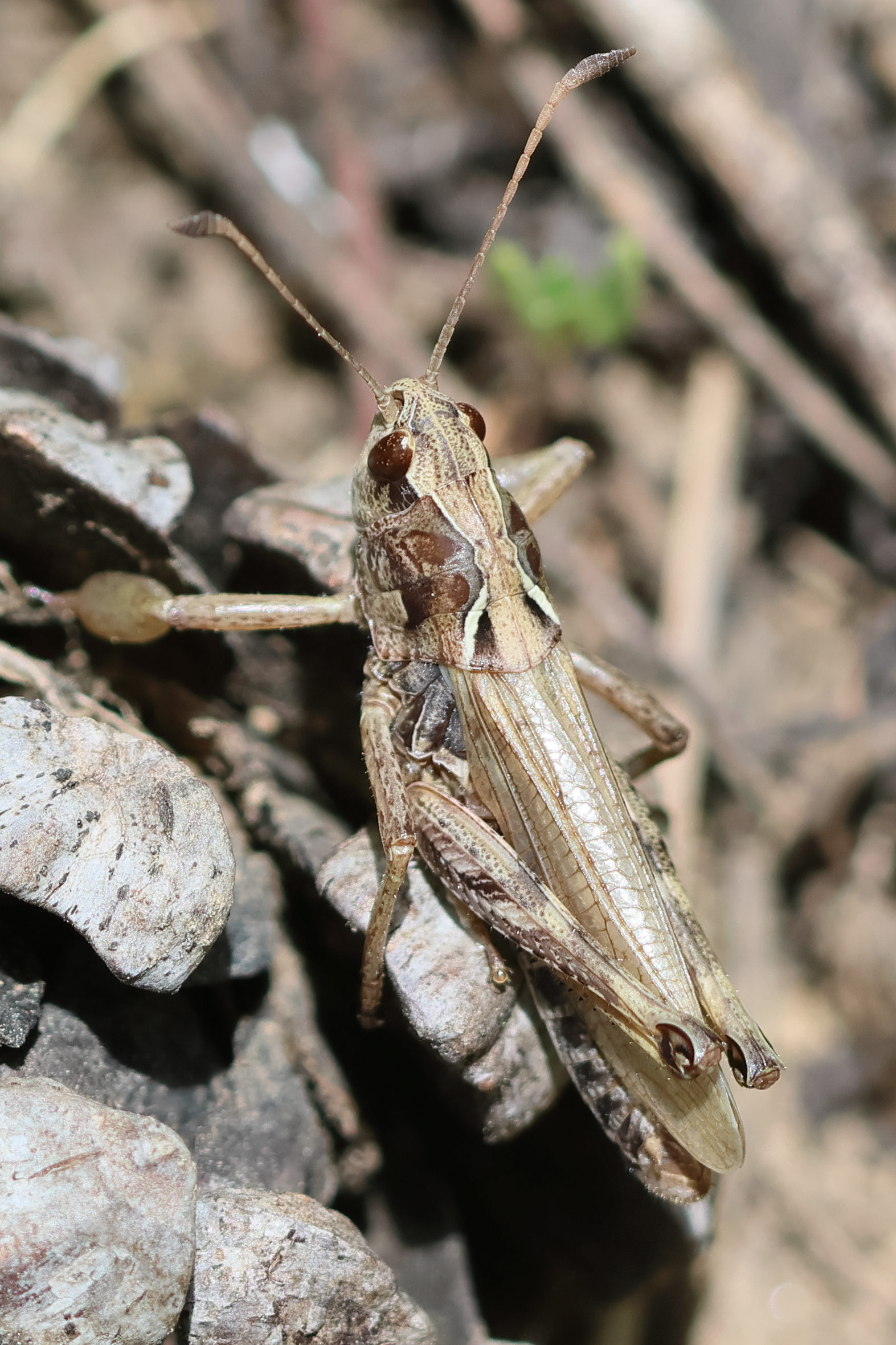 gomphocerippus_rufus3bd