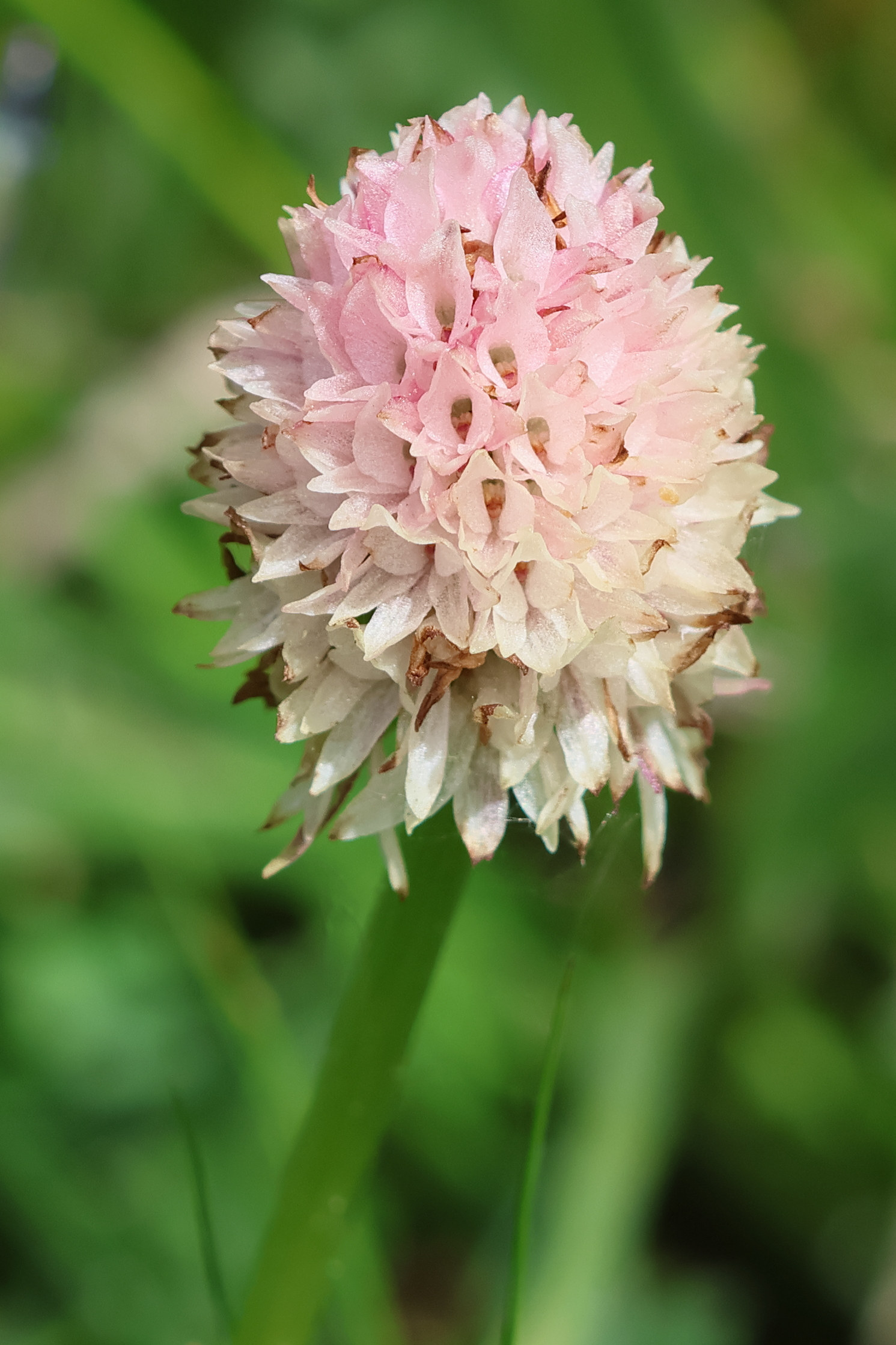 gymnadenia_nigra_corneliana4bd