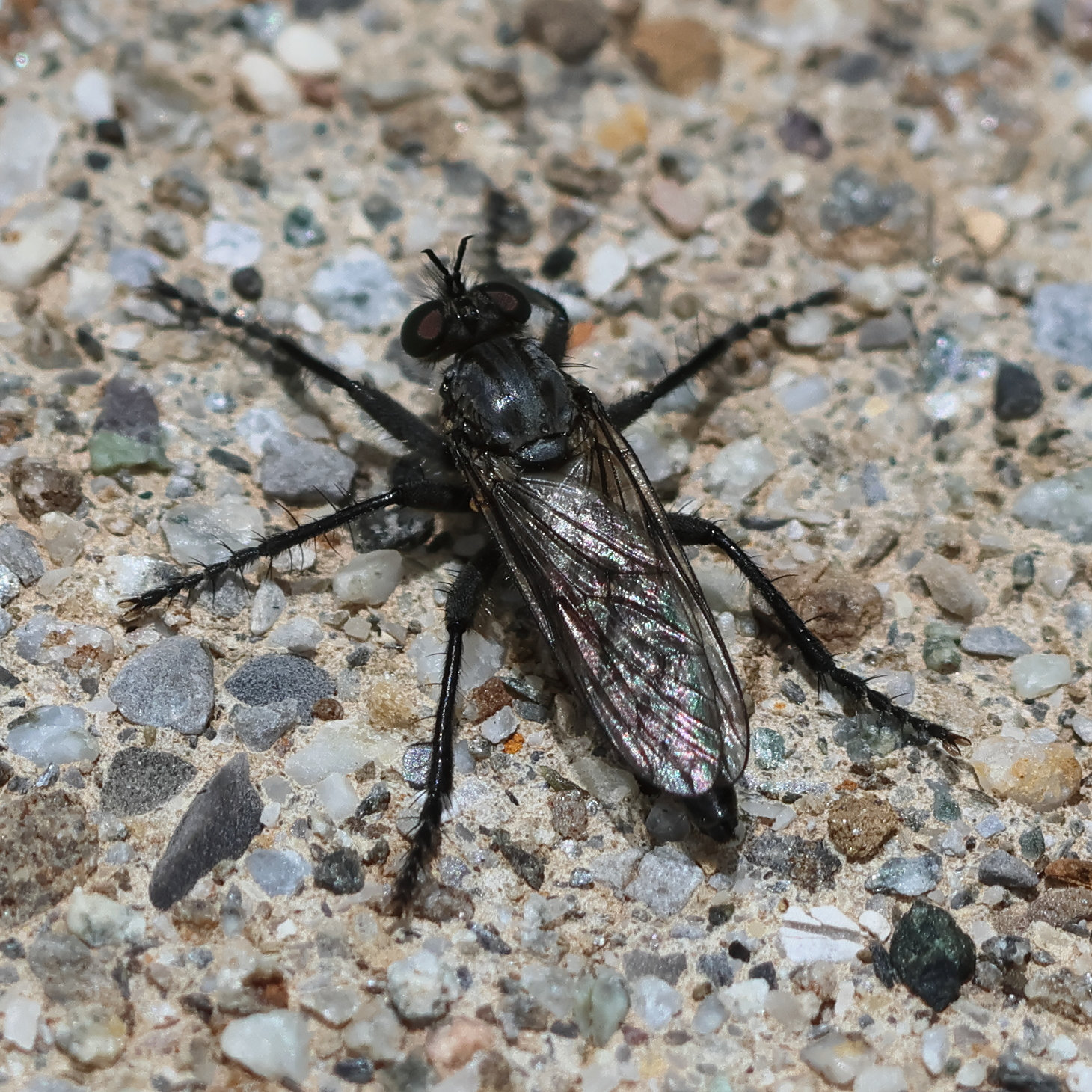 lasiopogon_cinctus2bd