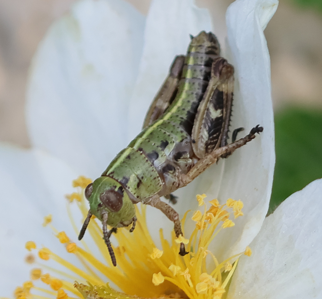 Afficher le média miramella_alpina_subalpina_juv1bd miramella_alpina_subalpina_juv1bd