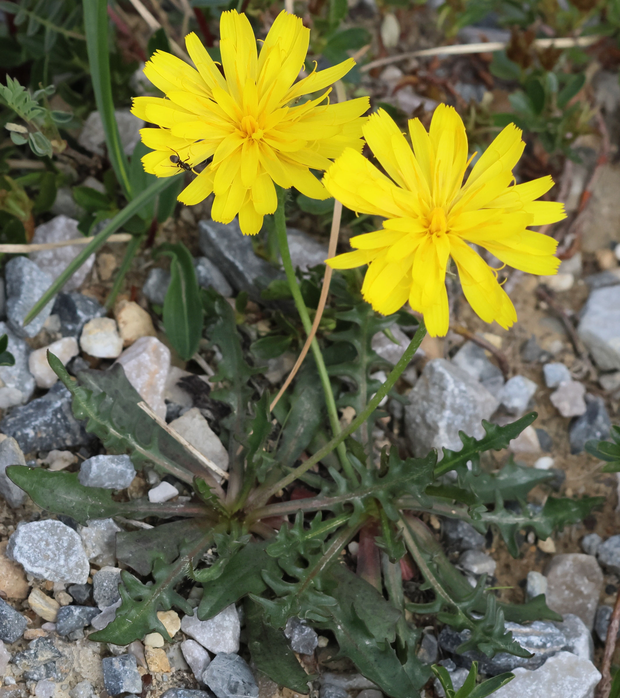 scorzoneroides_montana2bd