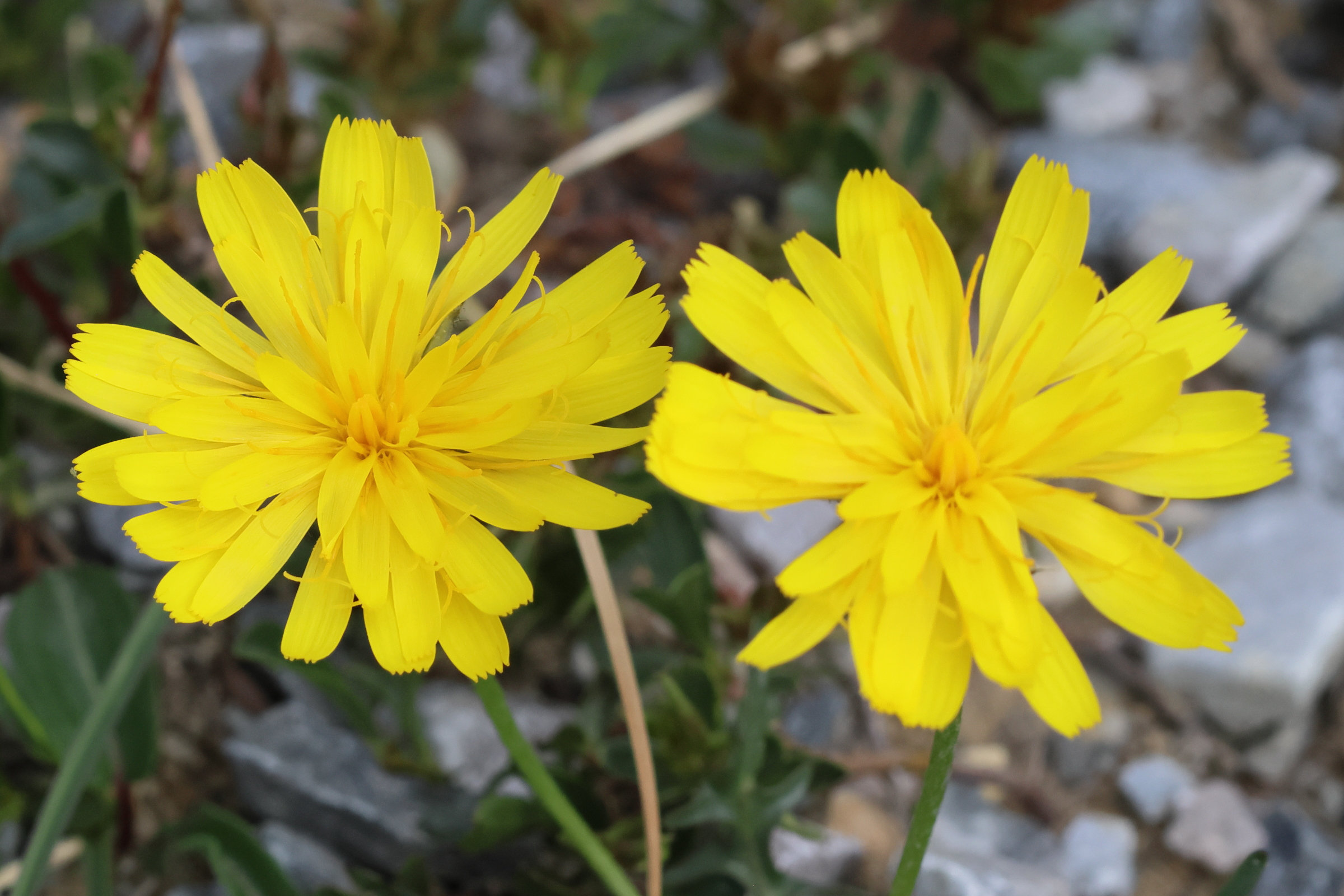 scorzoneroides_montana3bd