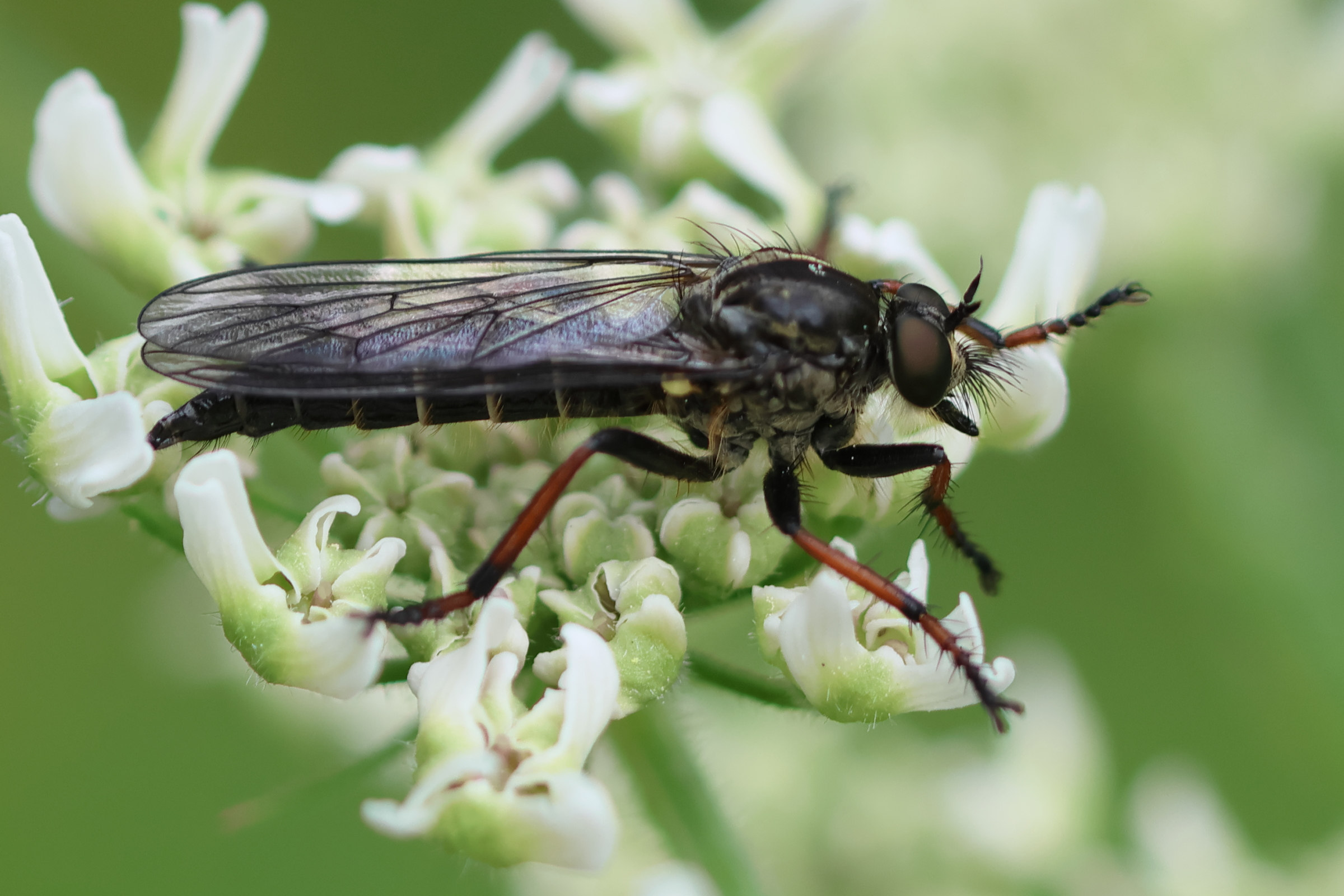 stilpnogaster_aemula1bd