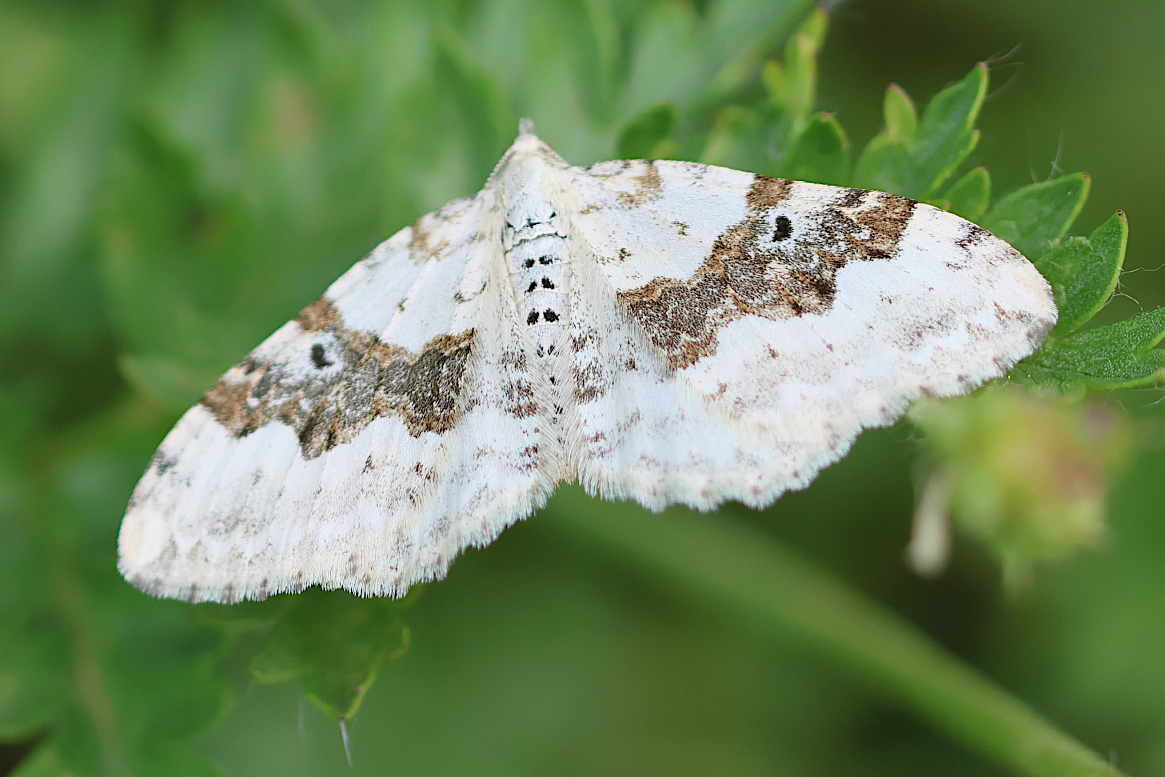 xanthorhoe_montanata2bd