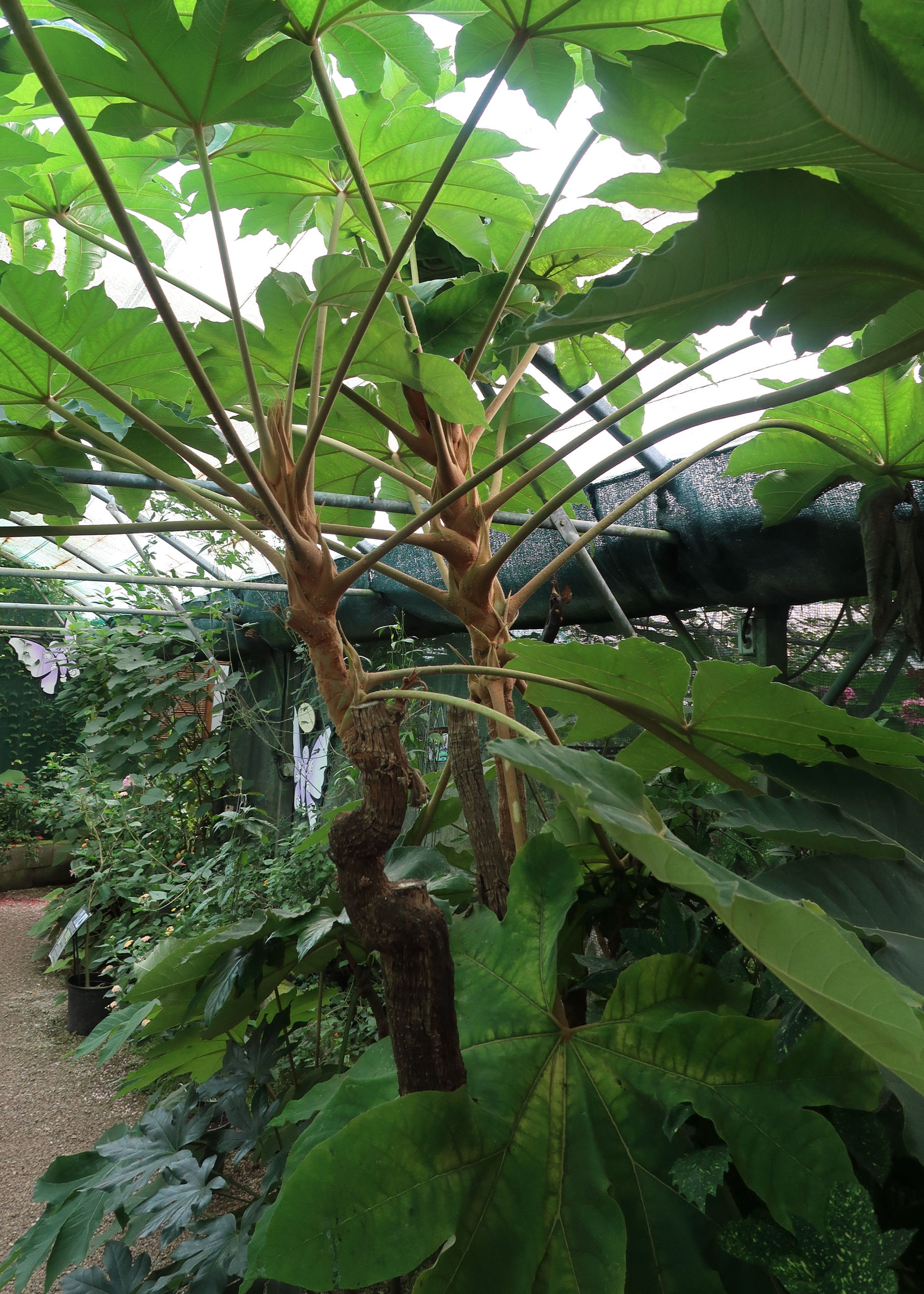 Afficher le média tetrapanax_papyrifera2md tetrapanax_papyrifera2md