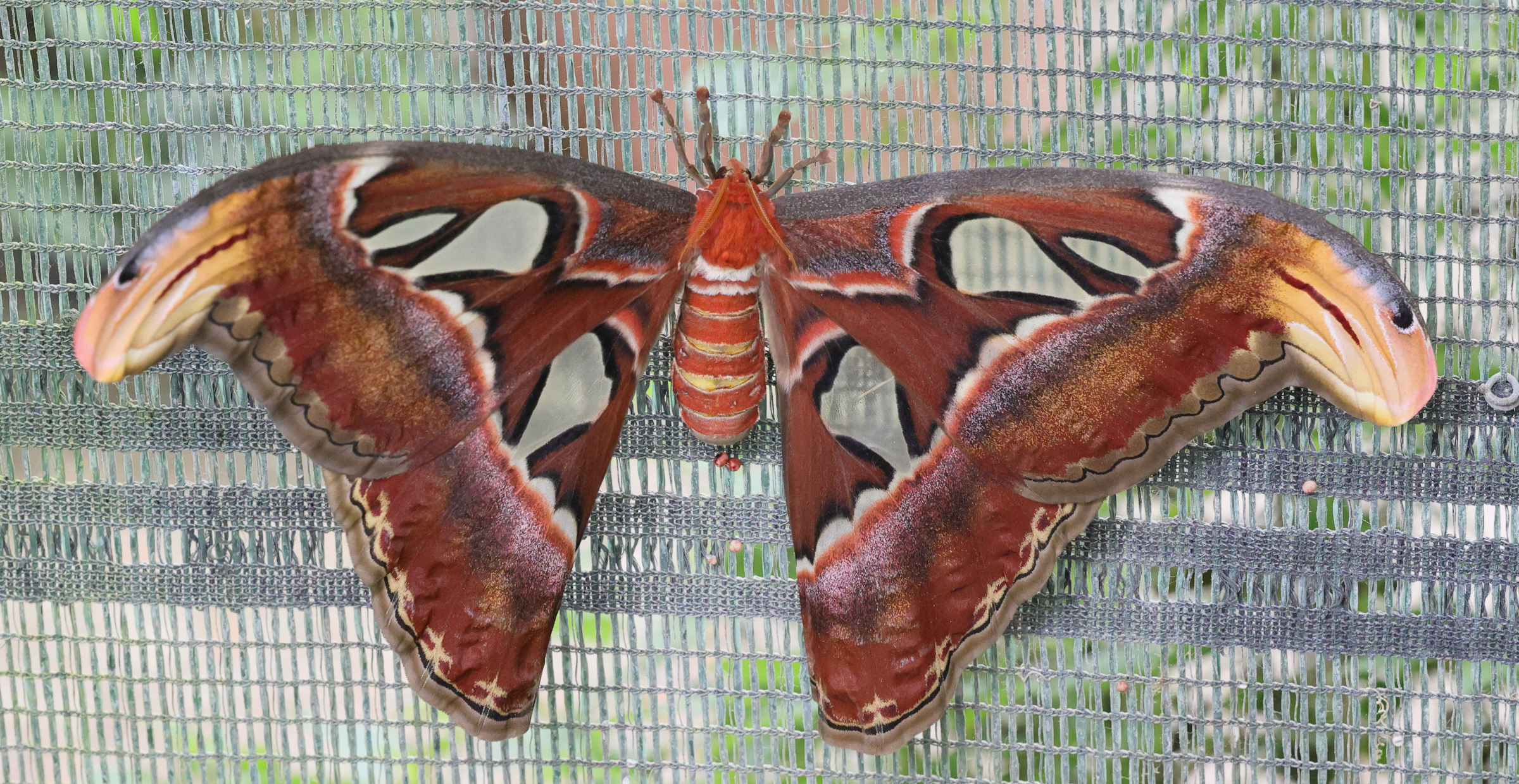 attacus_atlas4md