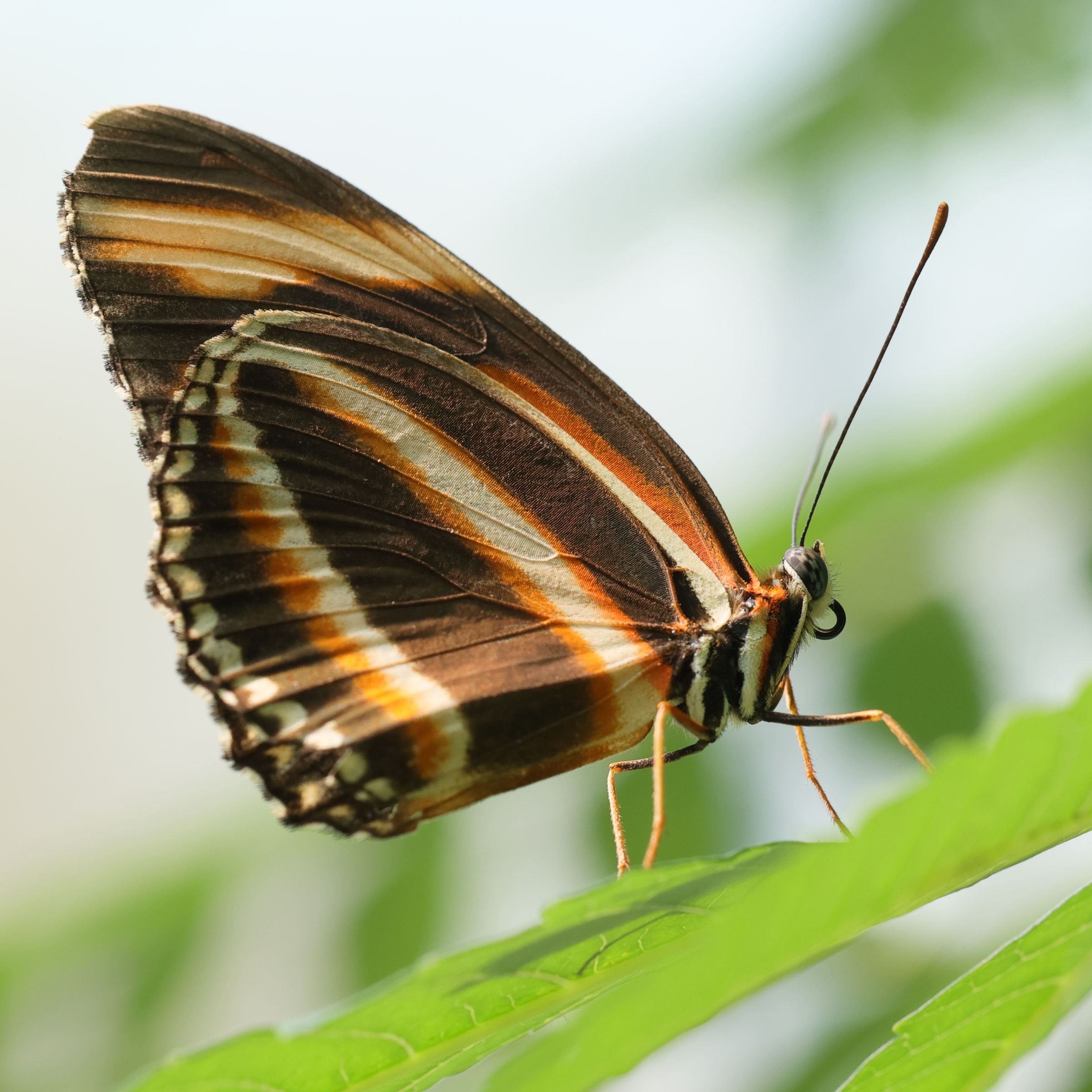 dryadula_phaetusa5md