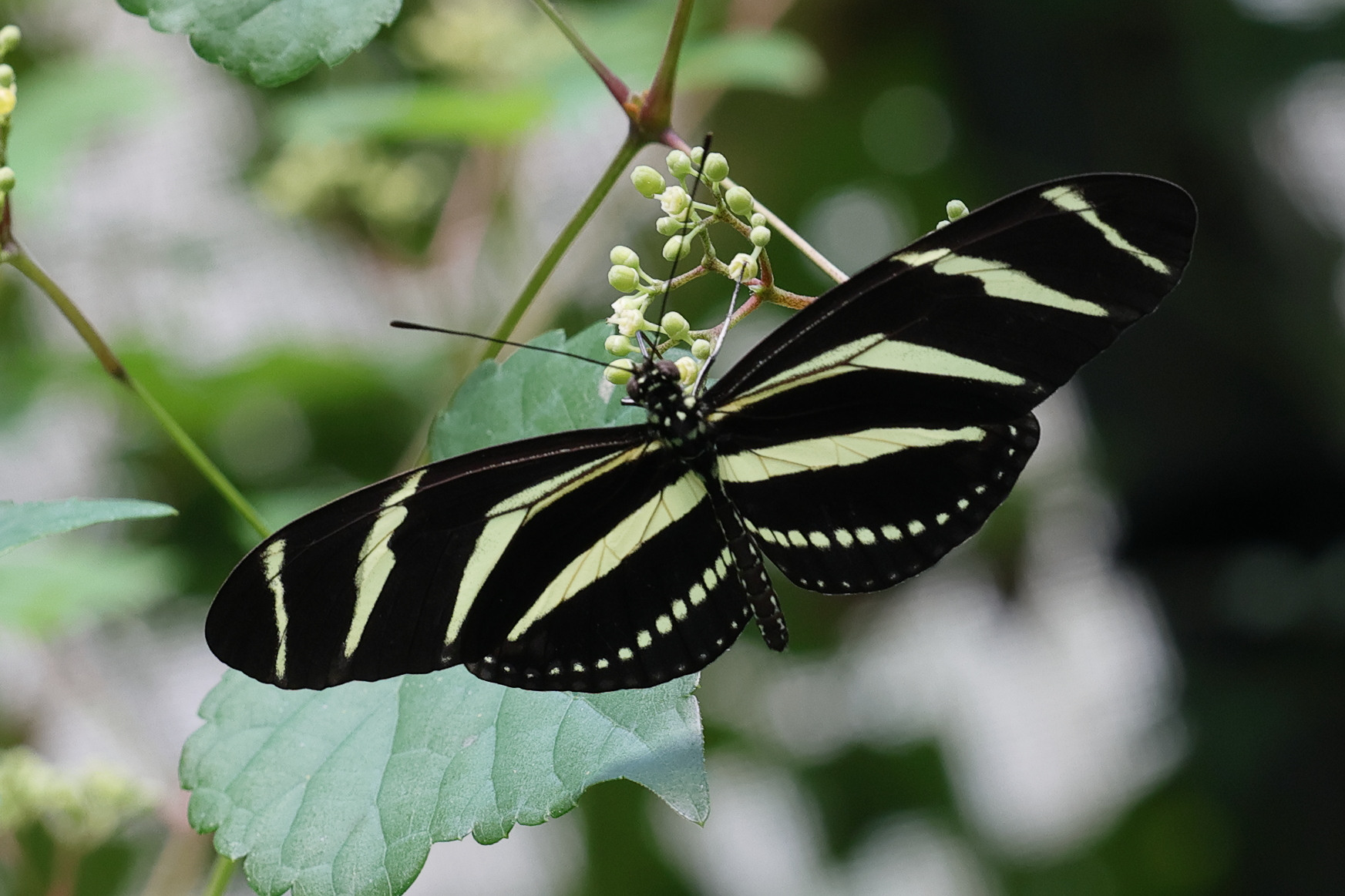 heliconius_charitonia1md
