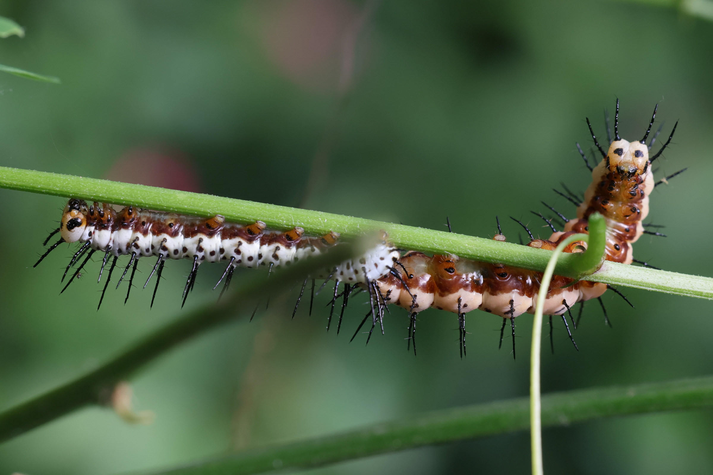 heliconius_charitonia_ch1md