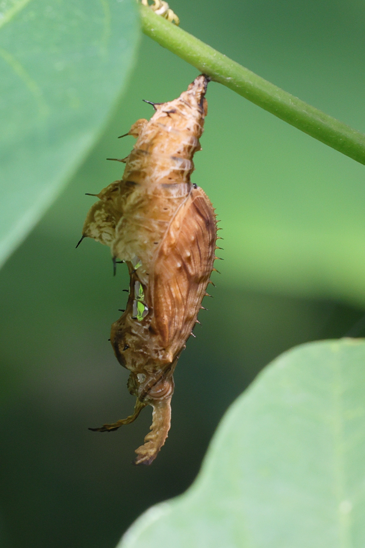 heliconius_charitonia_nymph1md