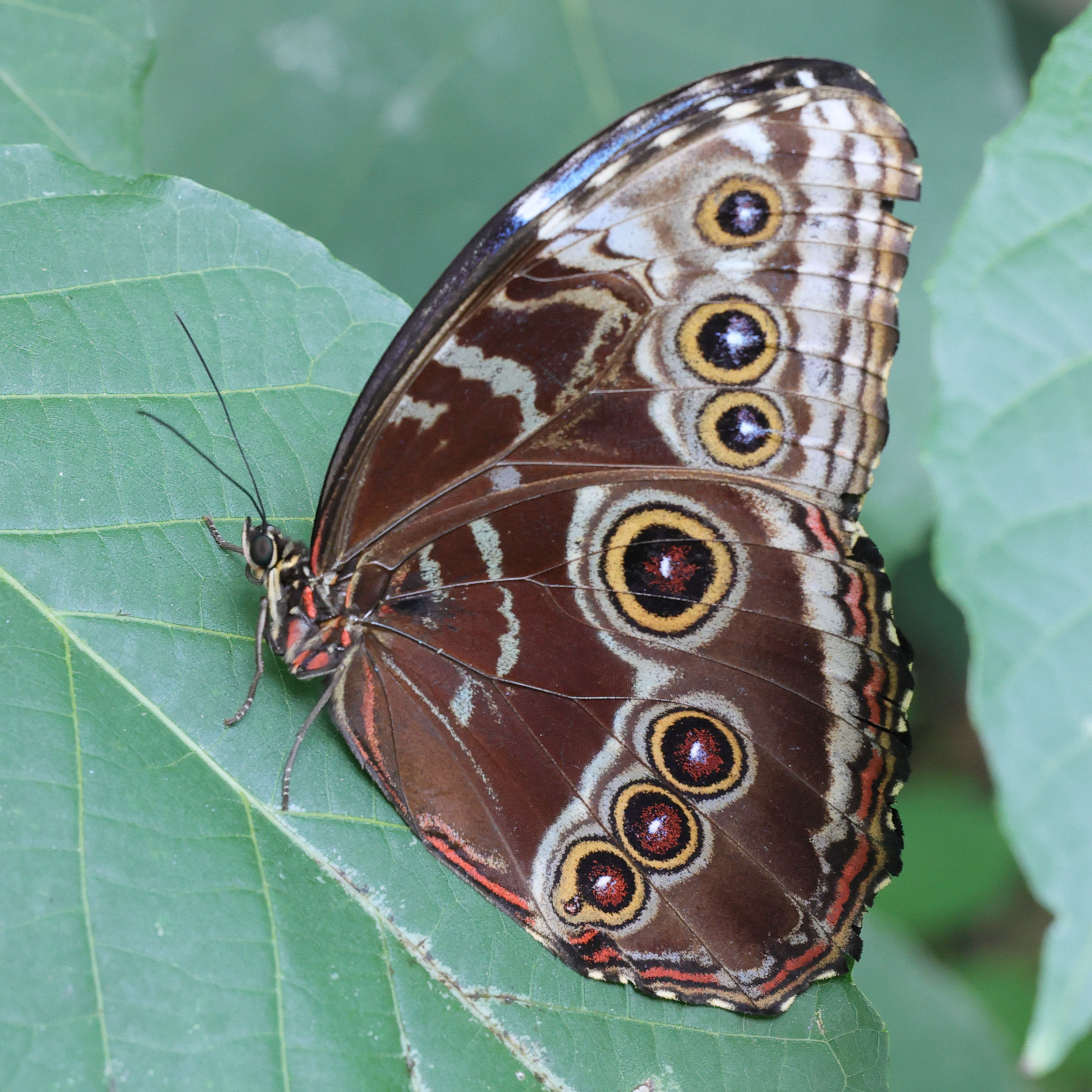 morpho_helenor_peleides6md