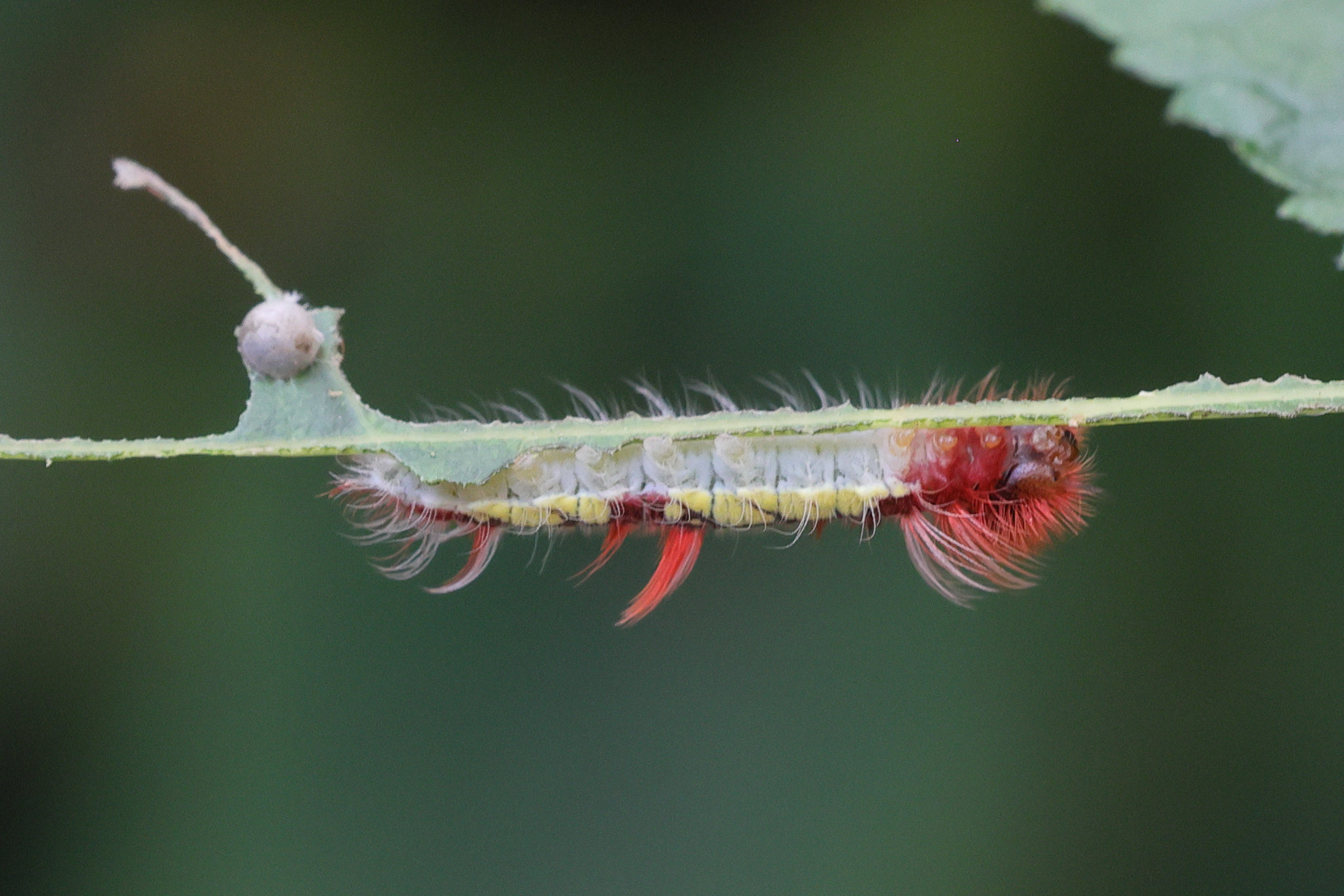 morpho_helenor_peleides_ch1md