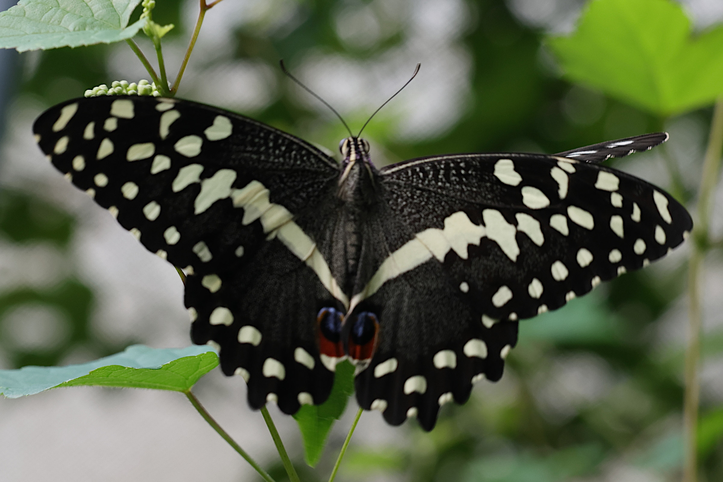 Afficher le média papilio_demoleus4md papilio_demoleus4md