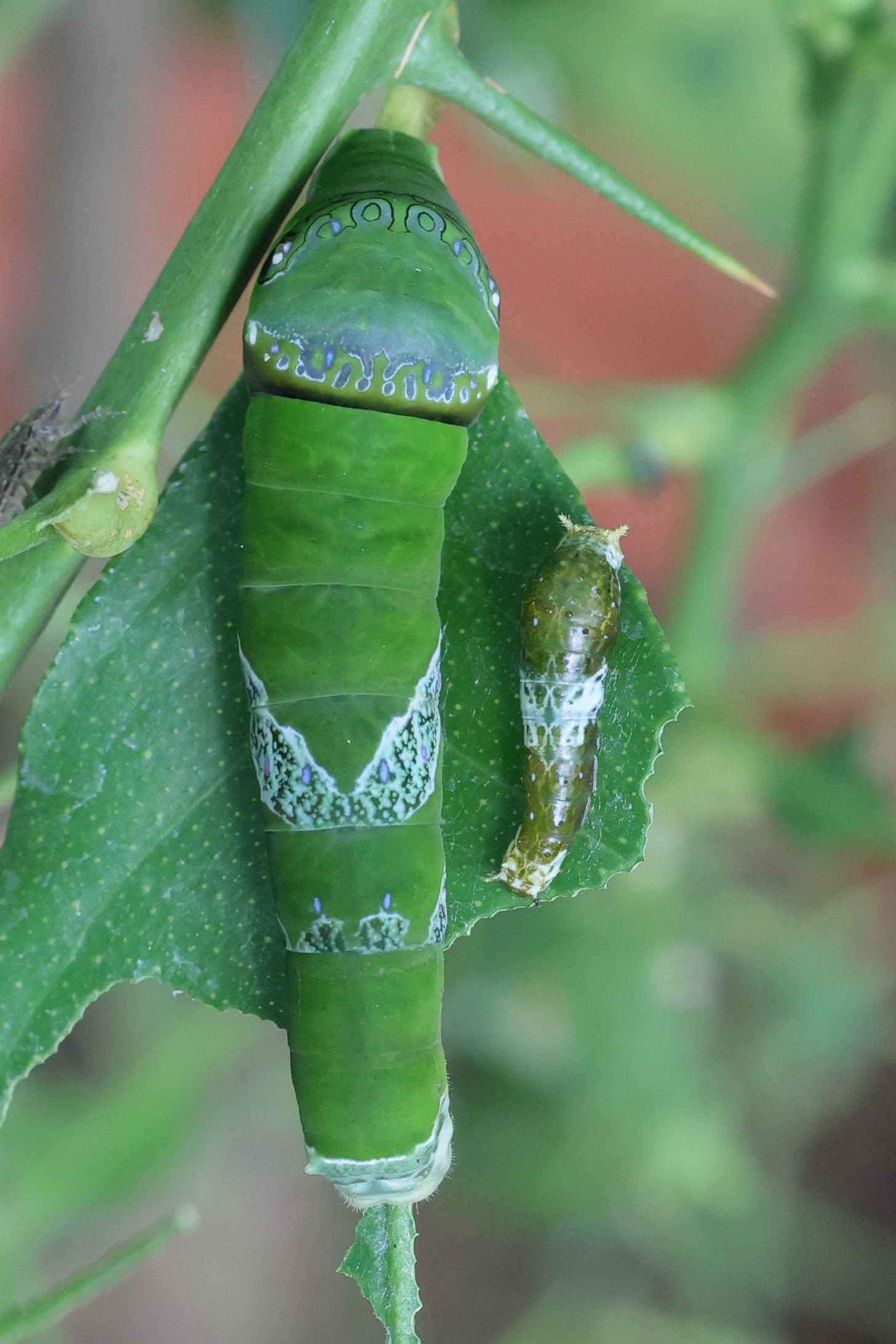 Afficher le média papilio_polytes_ch1md papilio_polytes_ch1md